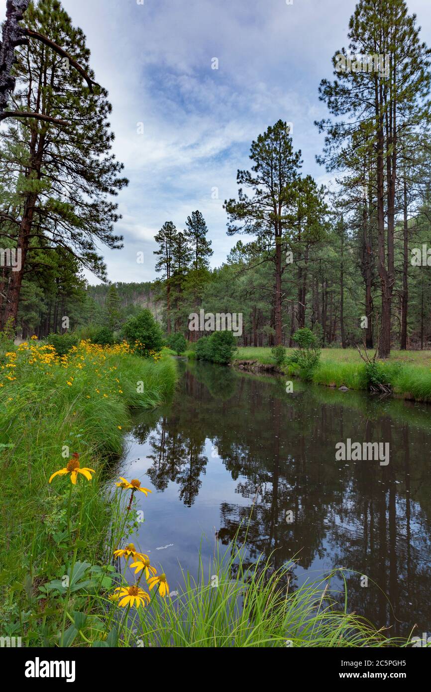 White Mountains Apache-Sitgreaves NF AZ / JULY Conifer reflects in a placid section of the Sneezeweed lined East Fork of the Black River. Stock Photo