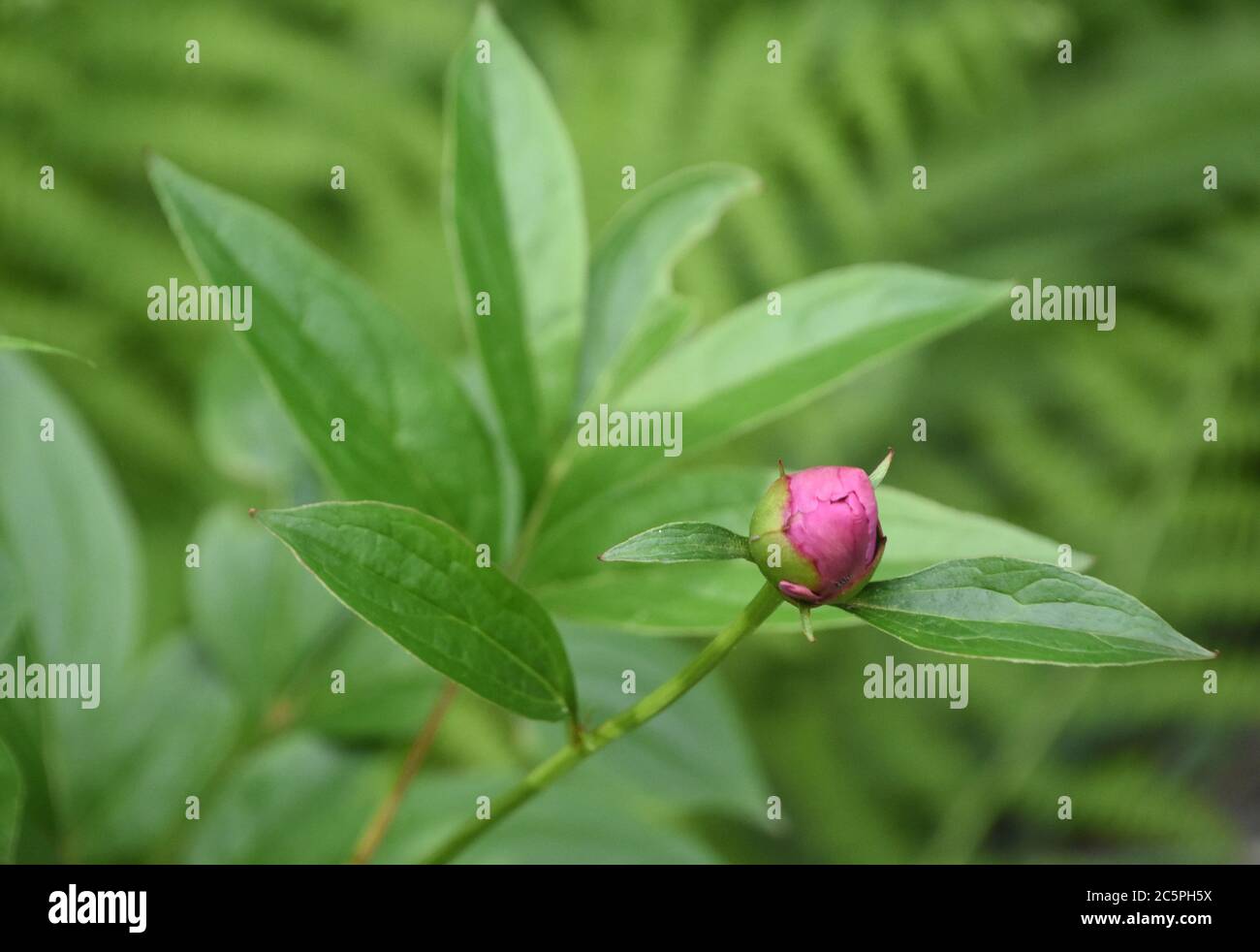 Lush green garden with a budding pink peony Stock Photo - Alamy