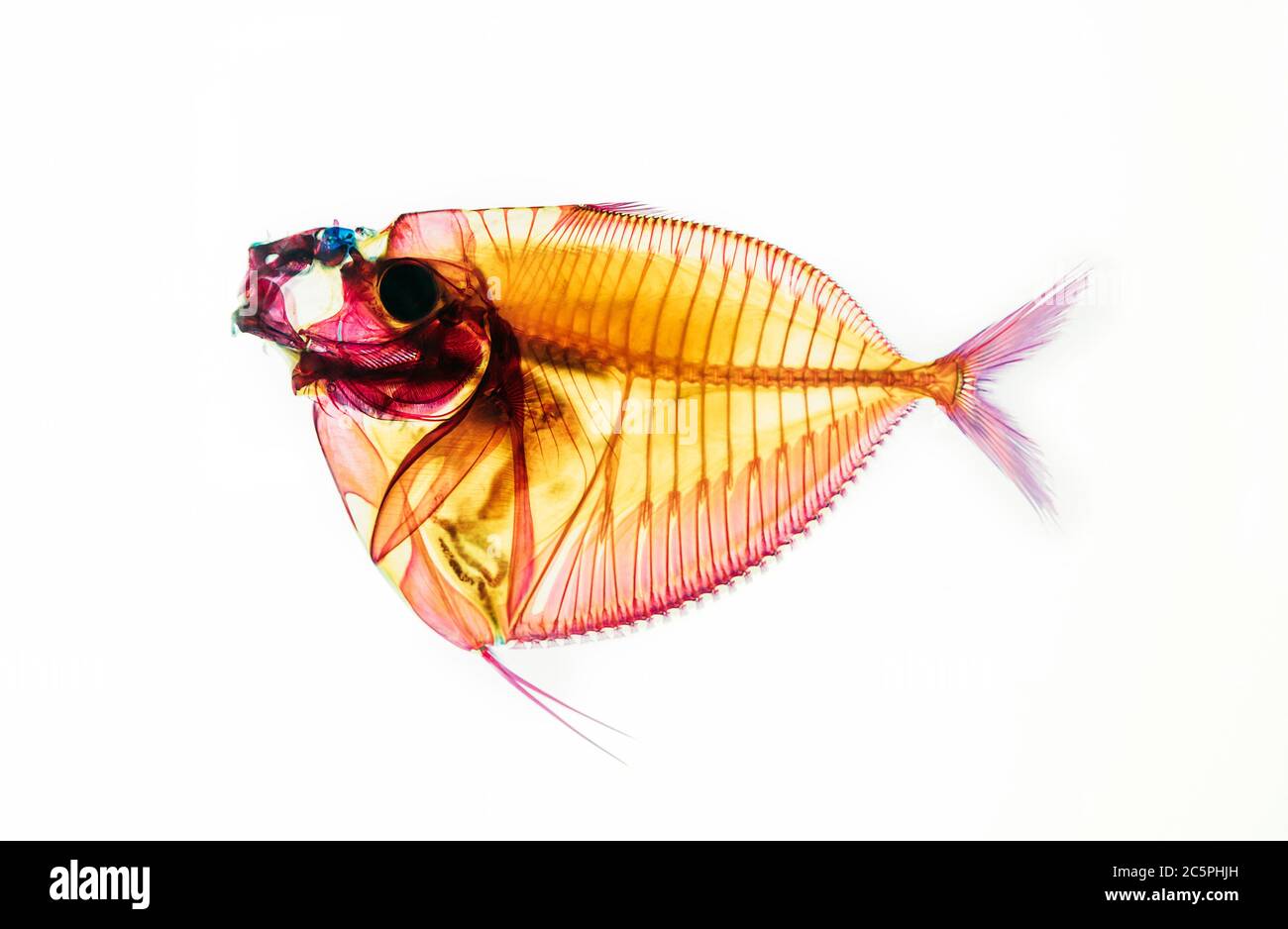 Fish skeleton isolated hi-res stock photography and images - Alamy