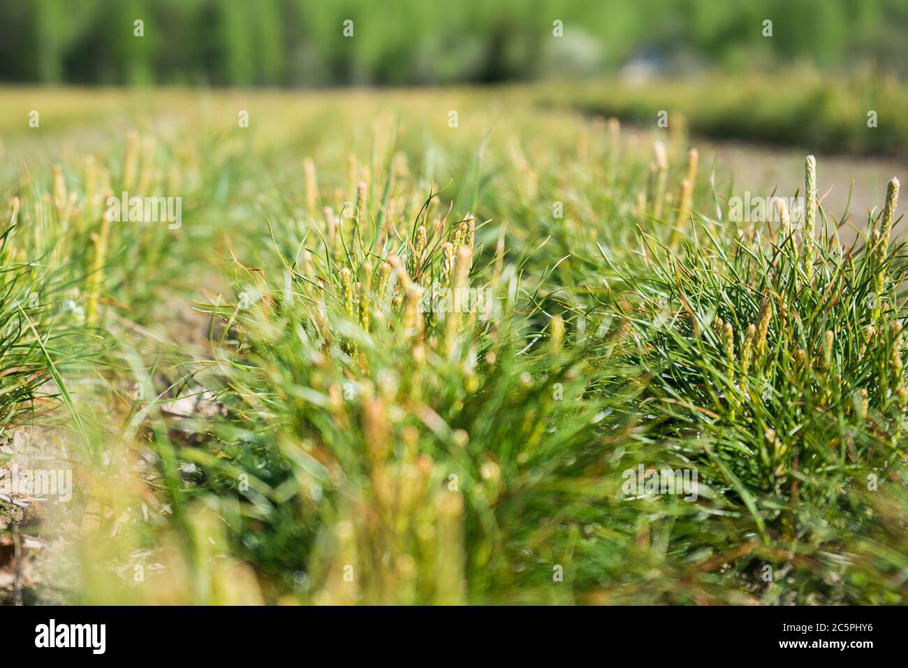 Pine seedlings in a tree nursery in the forest. Growing coniferous trees.  Stock Photo