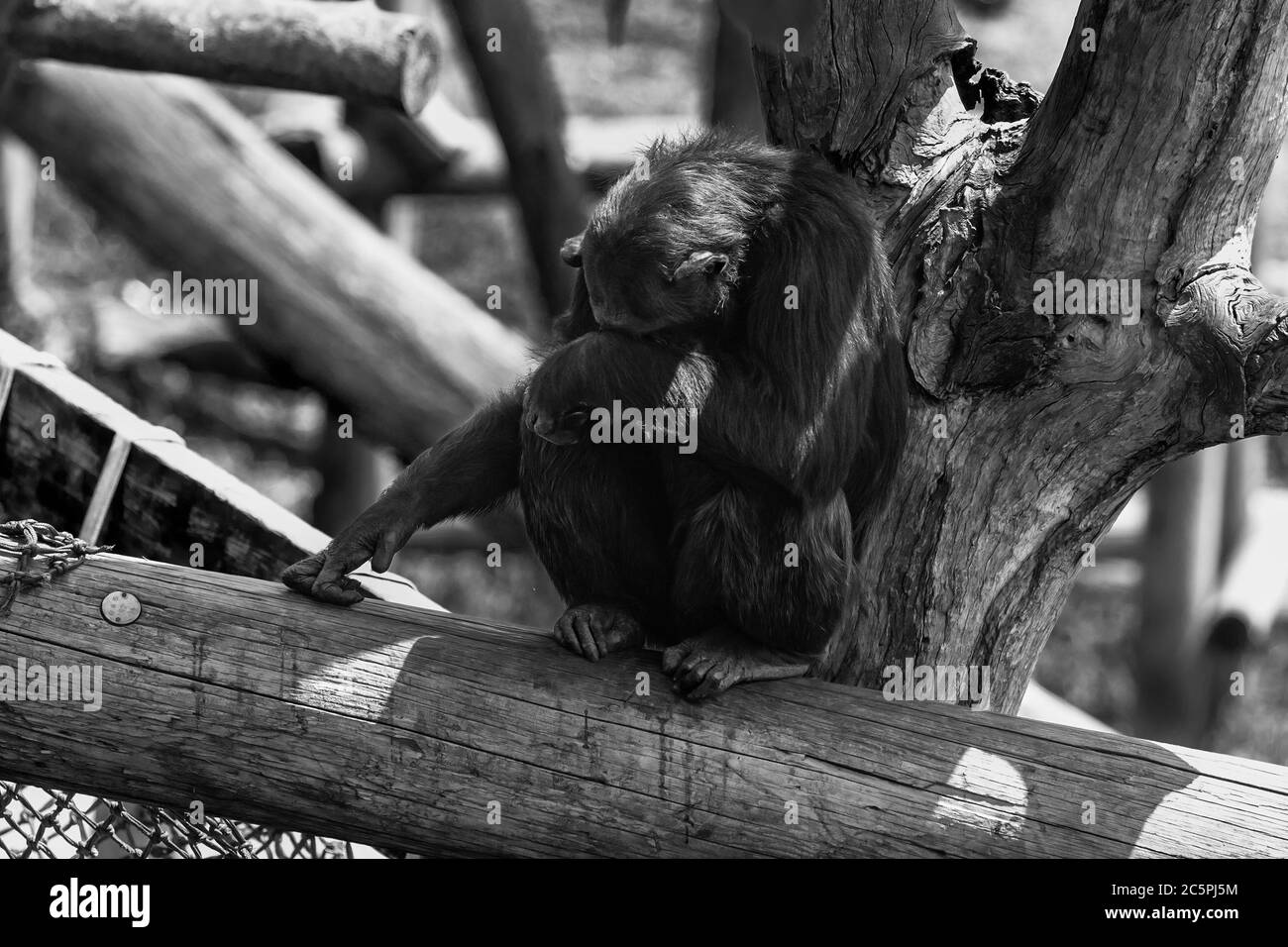 A female chimpanzee sitting with its head bowed down in its compound in the Jerusalem, Israel, zoo. Stock Photo
