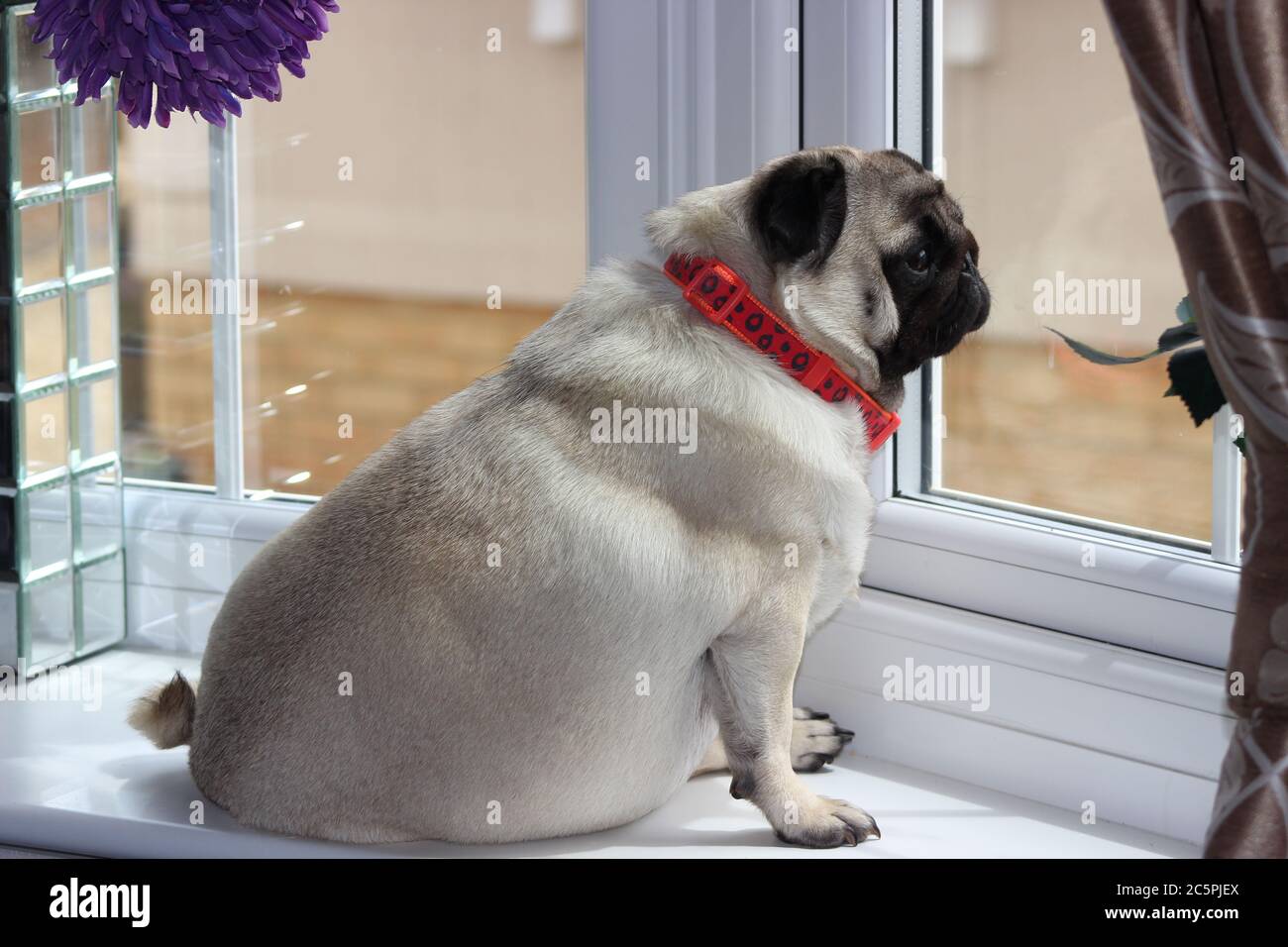 female pug in the window sill Stock Photo