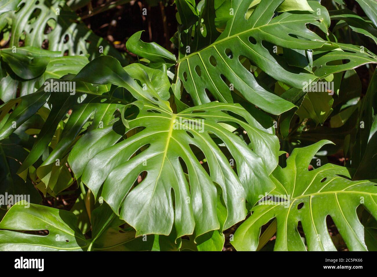 Tropical house garden plant green Stock Photo - Alamy