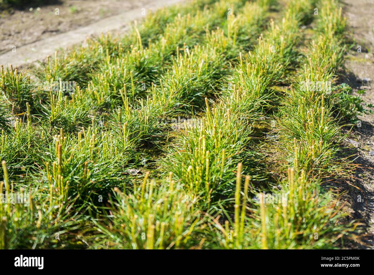 Pine seedlings in a tree nursery in the forest. Growing coniferous trees  Stock Photo