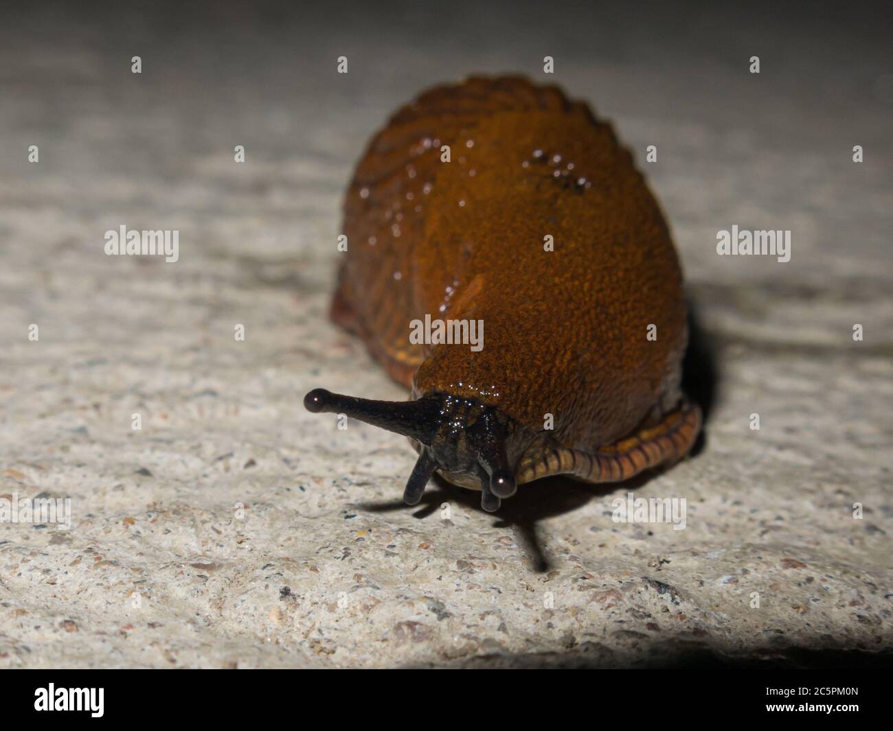 A snail or slug. Close-up picture. High quality photo Stock Photo