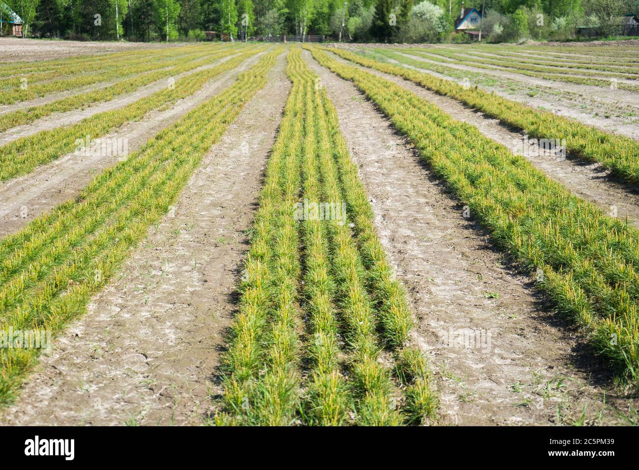 Pine seedlings in a tree nursery in the forest. Growing coniferous ...