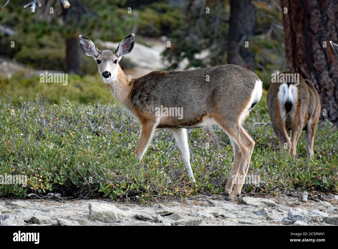 A herd of Mule Dear (Odocoileus Hemionus) grazing by a tree trunk, one looking at camera, near Sentinel Dome in Yosemite National Park, California. Stock Photo