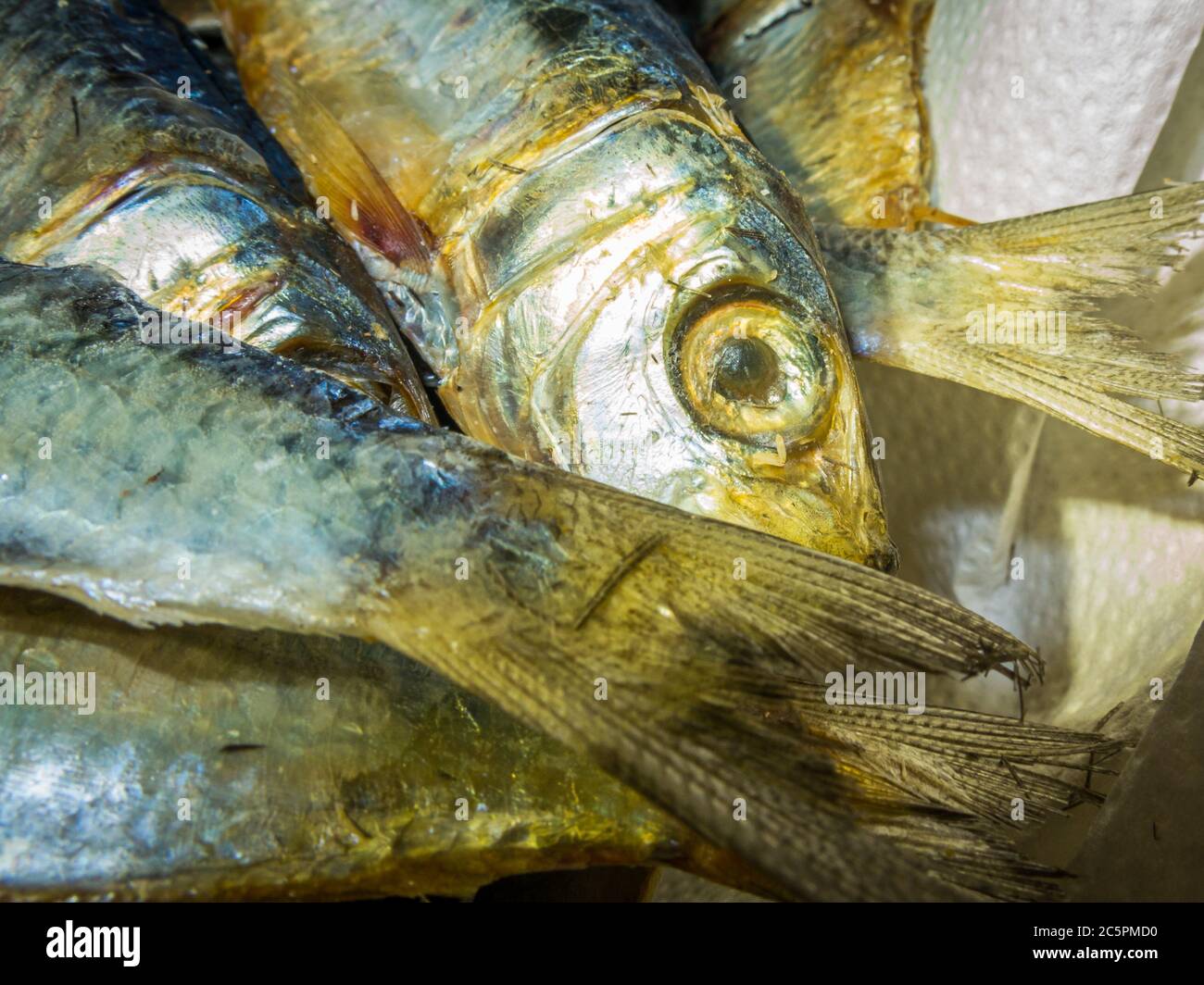 The philippines and diving and fish hires stock photography and images