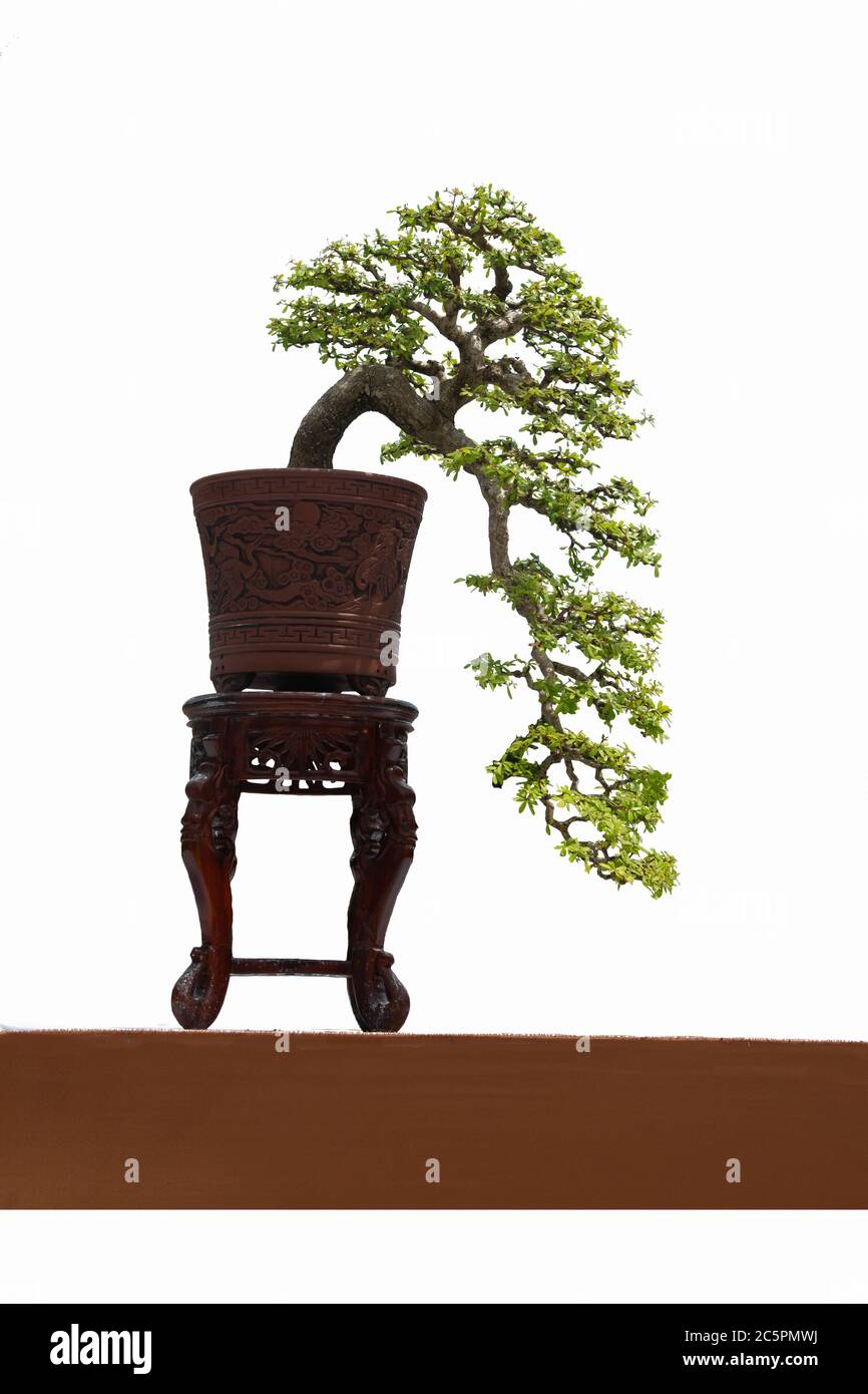A small bonsai tree in a ceramic pot on the white background with ...