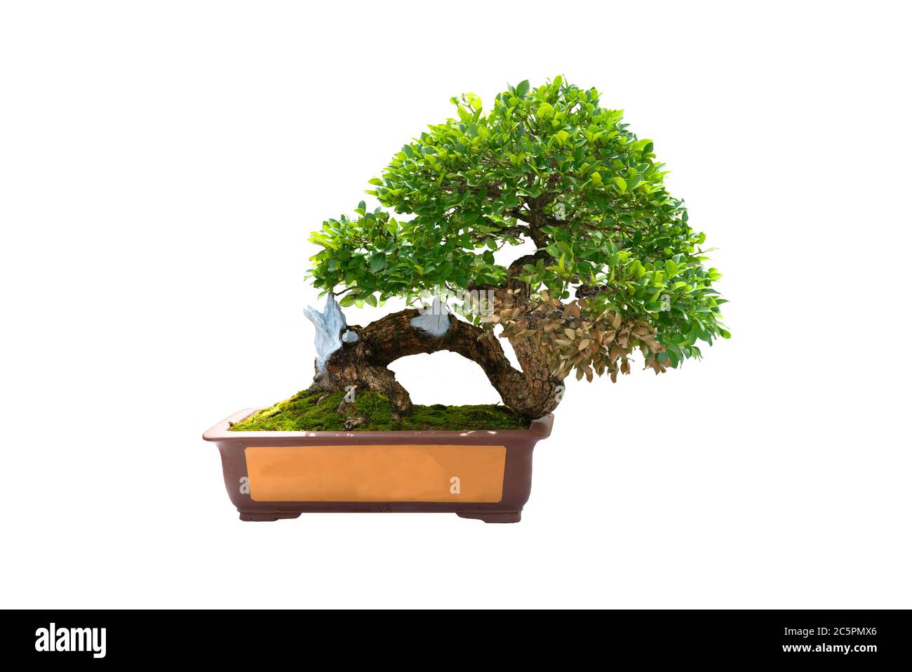 A small bonsai tree in a ceramic pot on the white background with ...