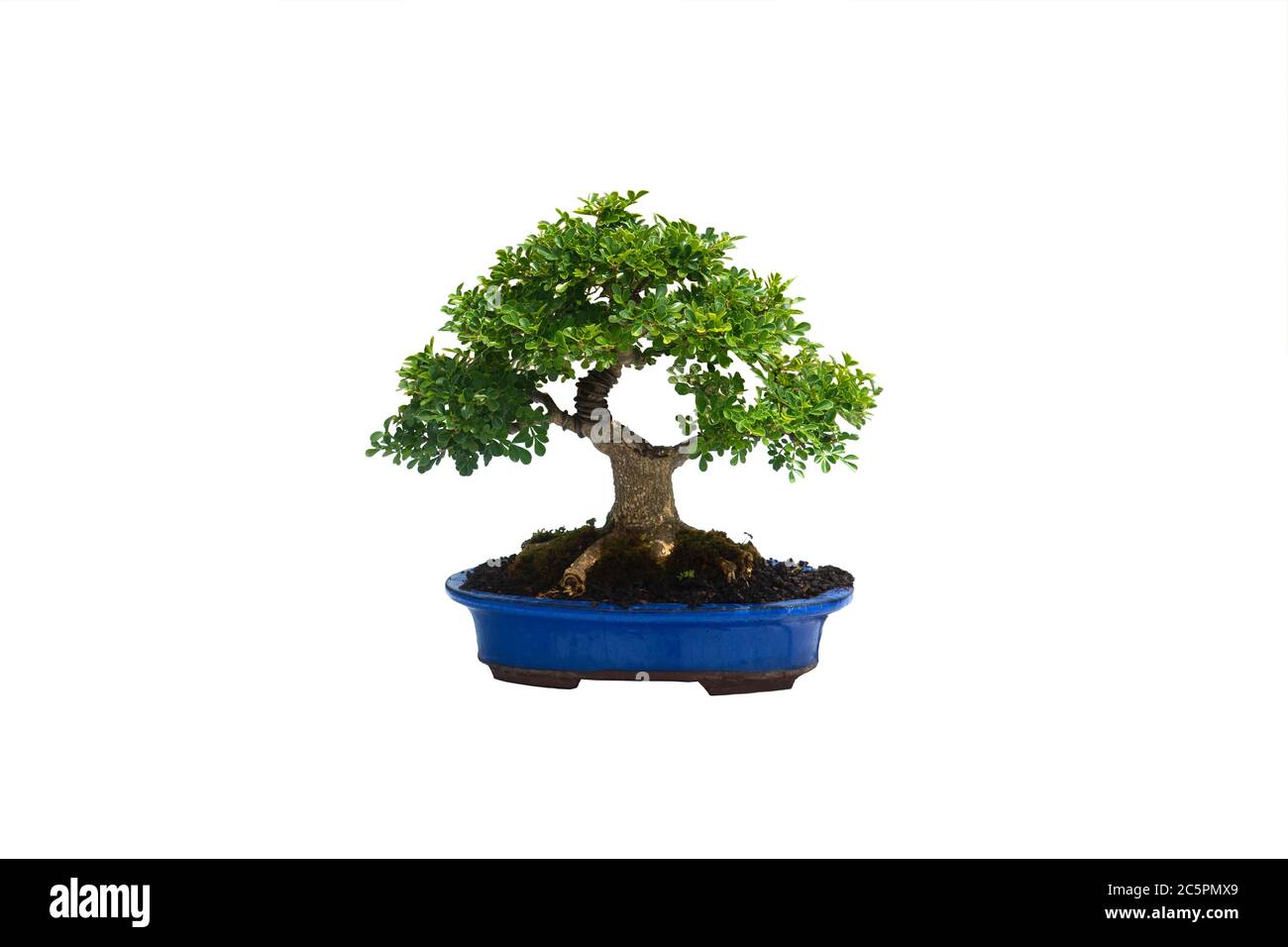 A small bonsai tree in a ceramic pot on the white background with ...