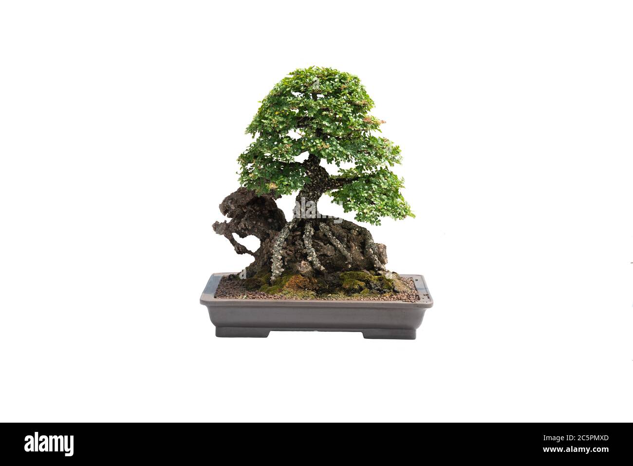 A small bonsai tree in a ceramic pot on the white background with ...