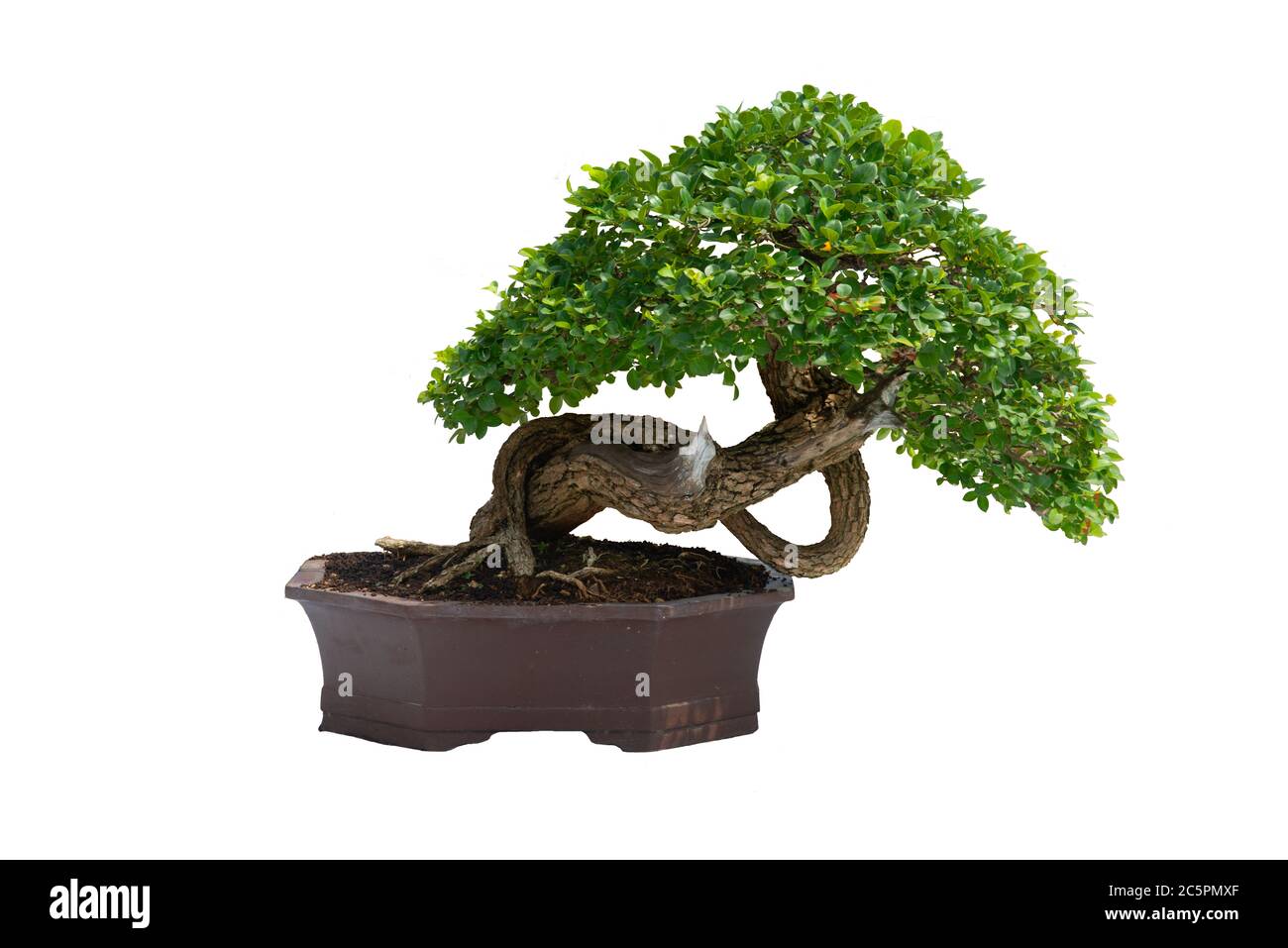 A small bonsai tree in a ceramic pot on the white background with ...