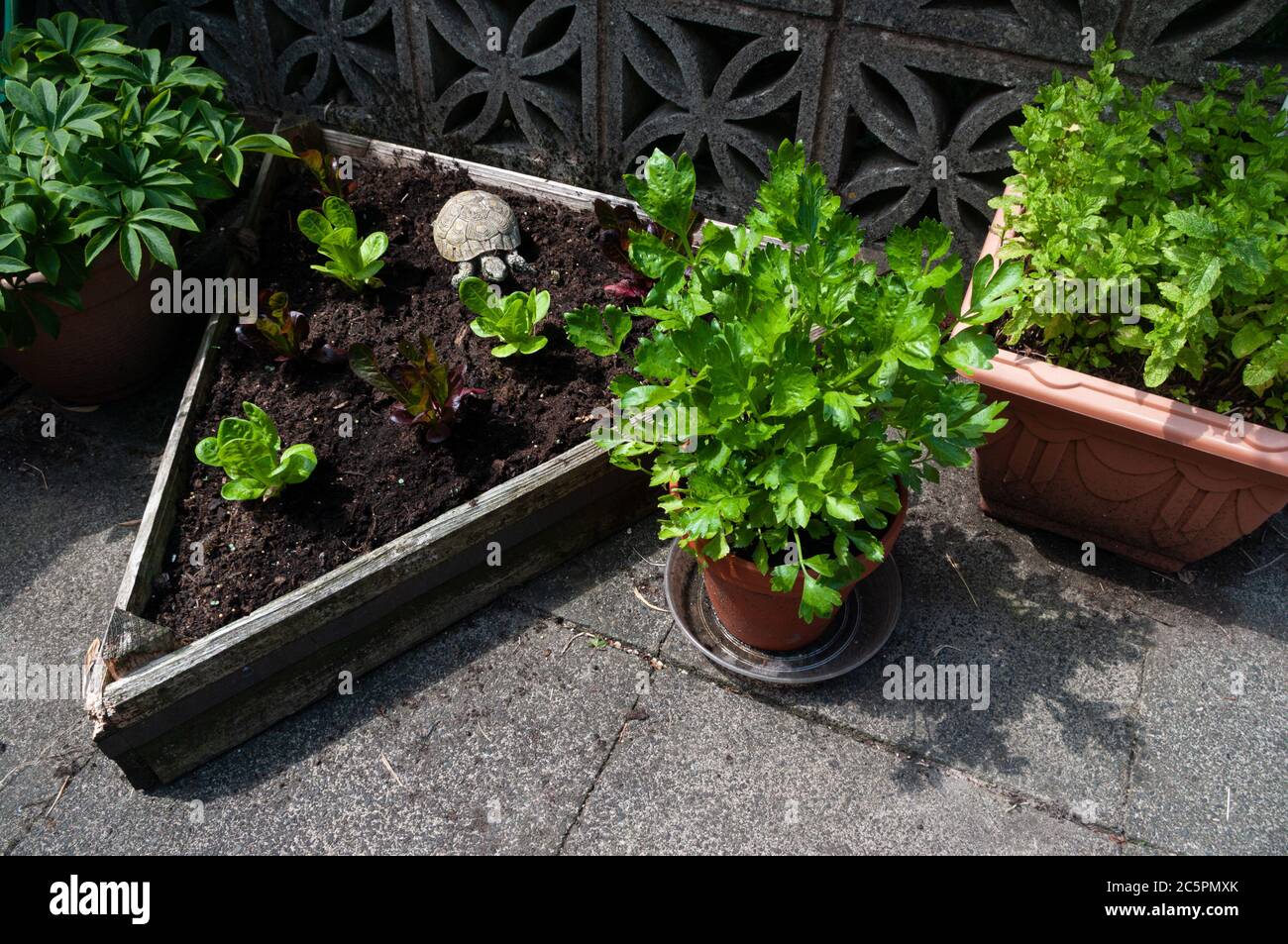 Celery growing in pot by triangular bed of lettuce plants and mint growing in a container. Tortoise garden ornament by lettuces. Stock Photo