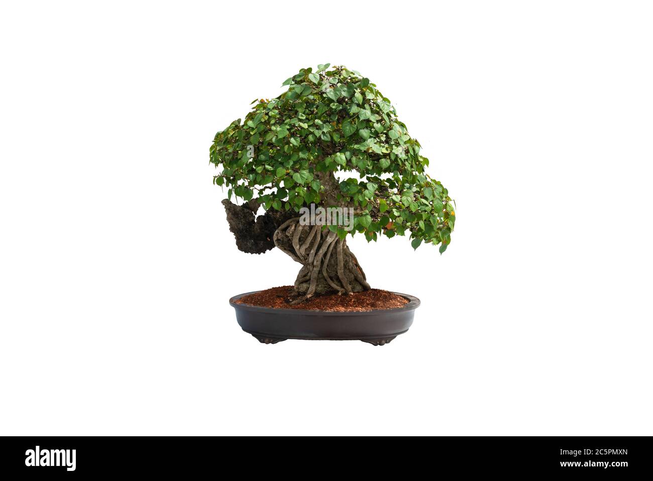 A small bonsai tree in a ceramic pot on the white background with ...
