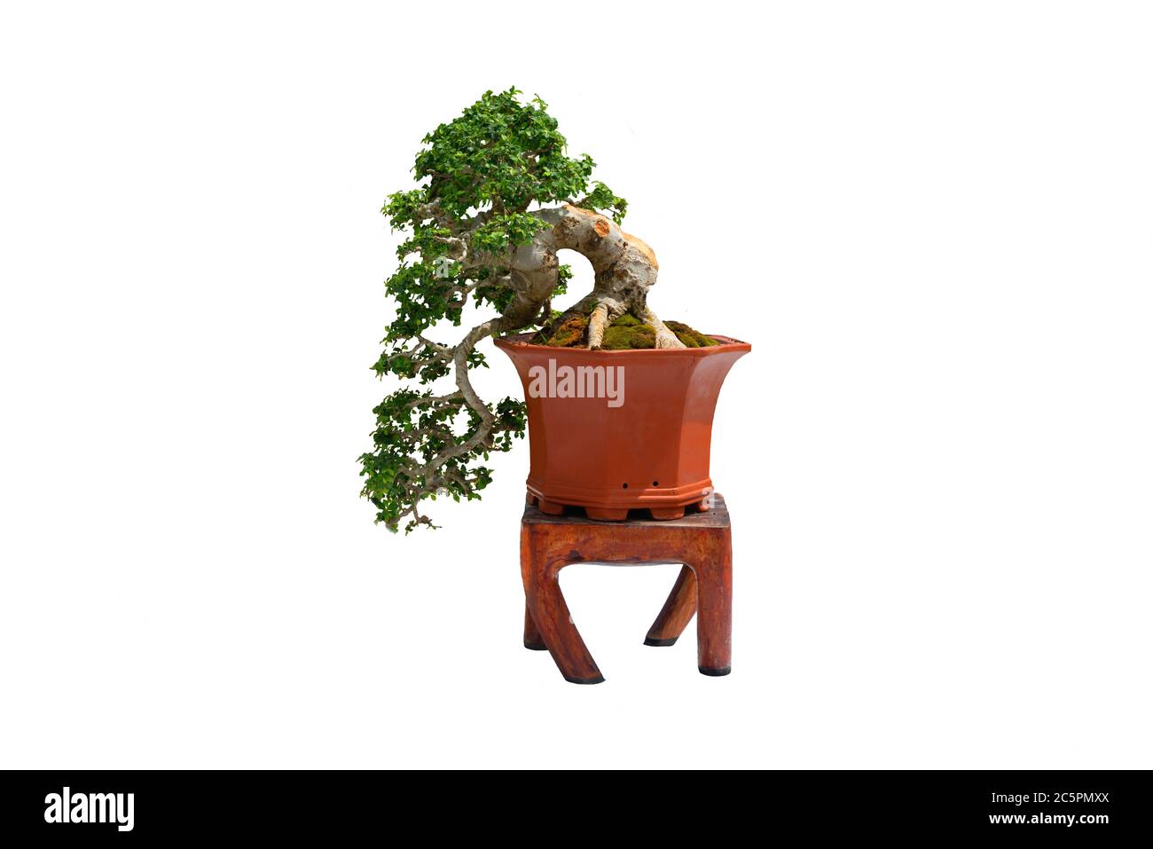 A small bonsai tree in a ceramic pot on the white background with ...