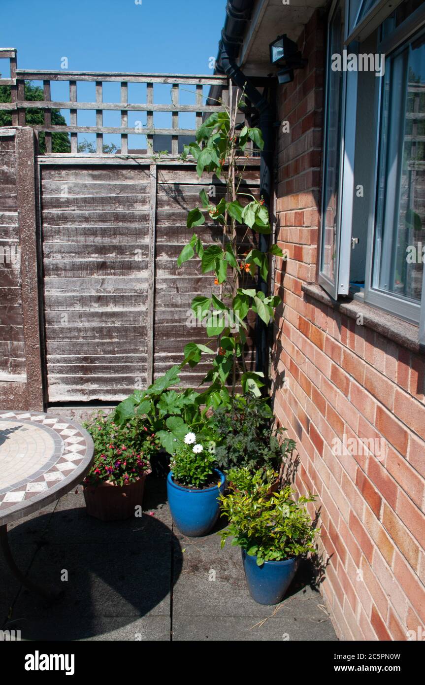 Runner beans, courgette or zucchini and celery growing on garden patio in containers by table and chairs. Stock Photo