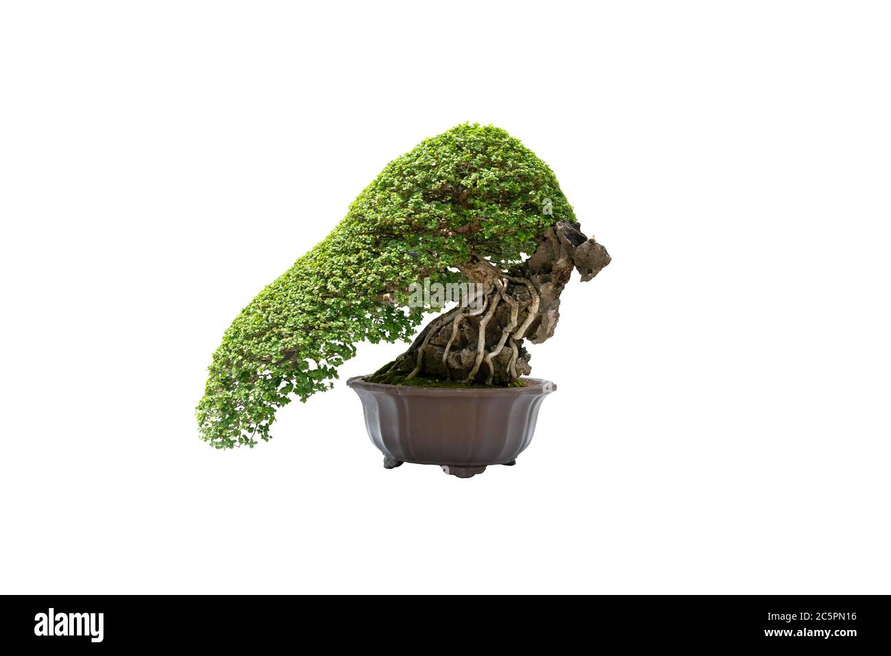 A small bonsai tree in a ceramic pot on the white background with ...