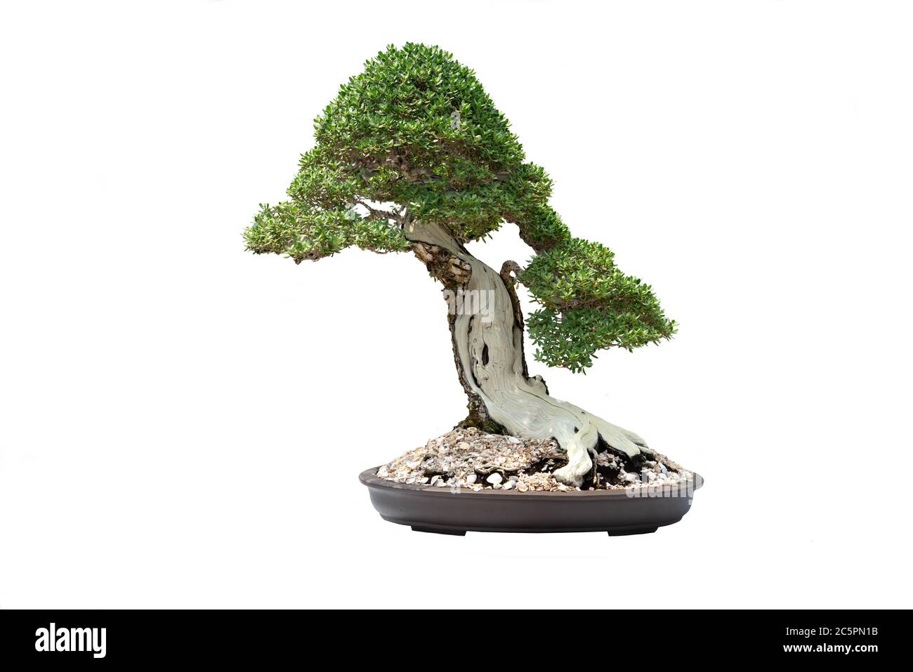 A small bonsai tree in a ceramic pot on the white background with ...