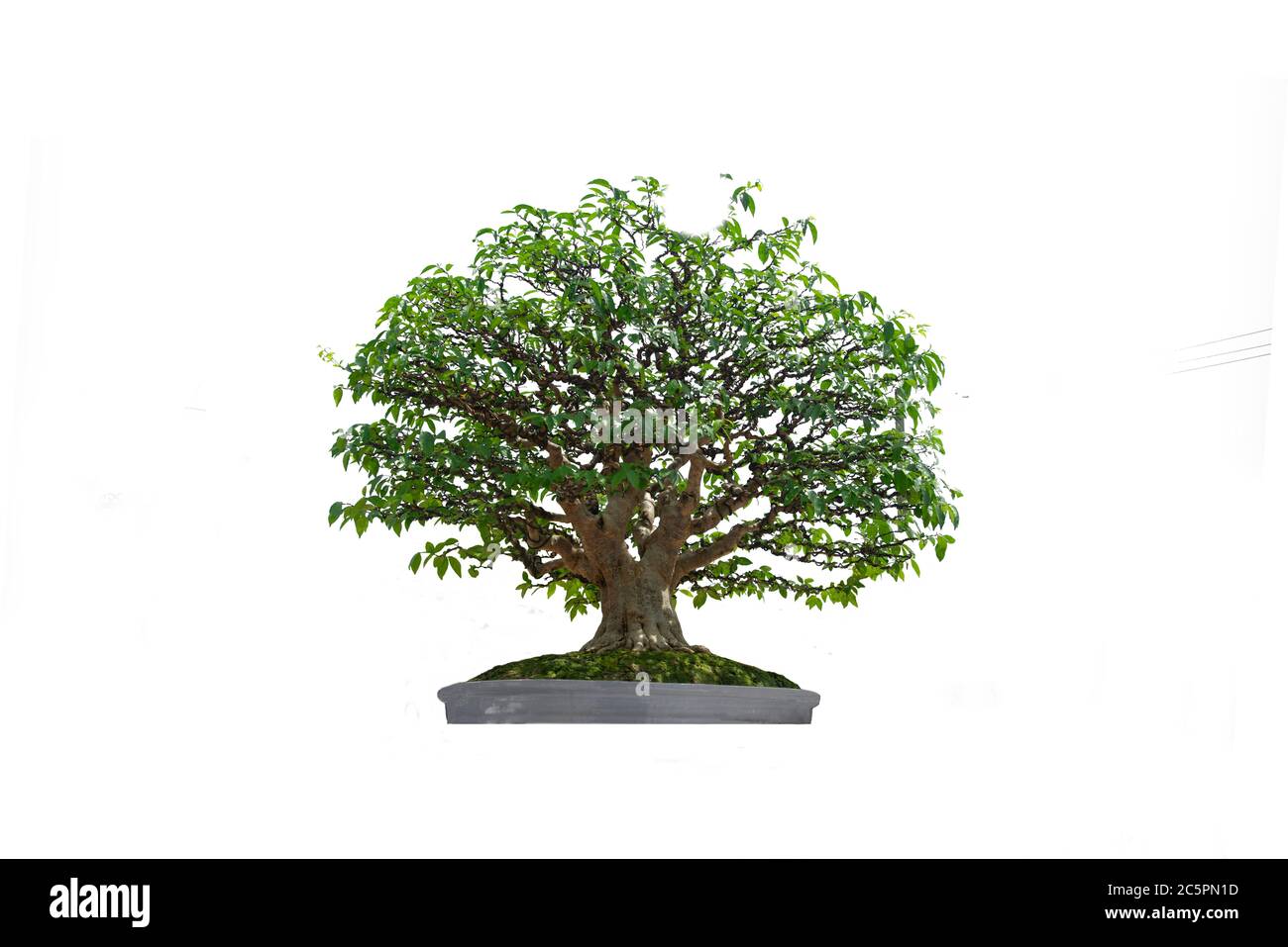 A small bonsai tree in a ceramic pot on the white background with ...