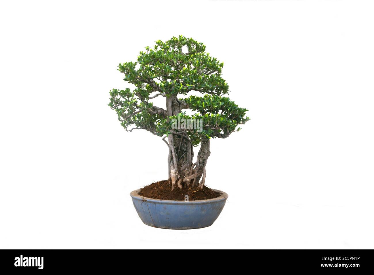 A small bonsai tree in a ceramic pot on the white background with ...