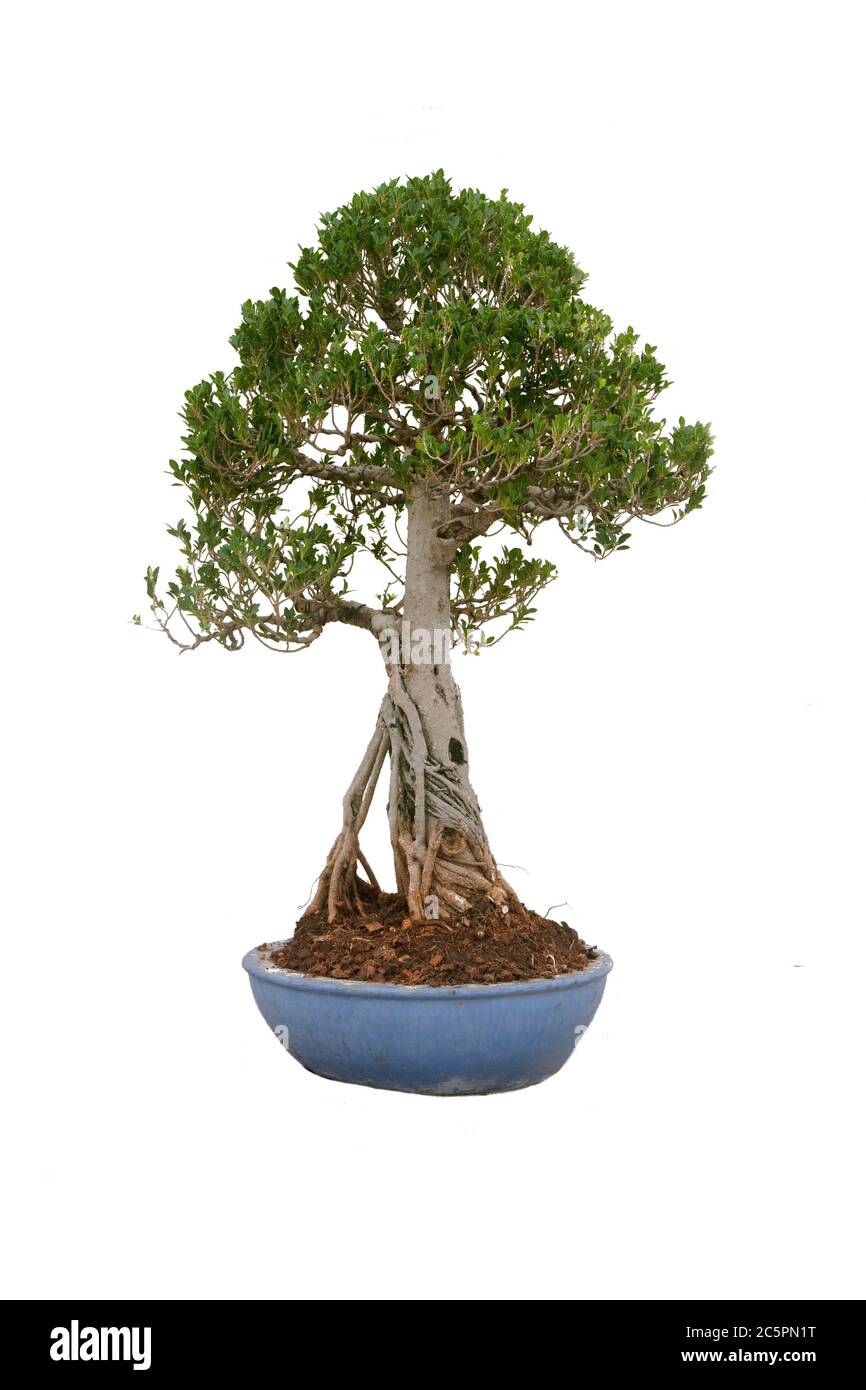 A small bonsai tree in a ceramic pot on the white background with ...