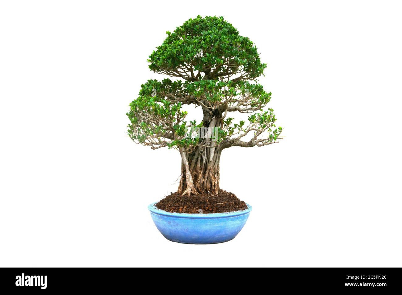 A small bonsai tree in a ceramic pot on the white background with ...