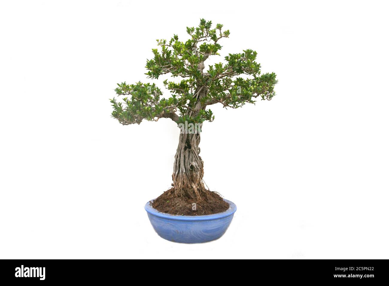 A small bonsai tree in a ceramic pot on the white background with ...