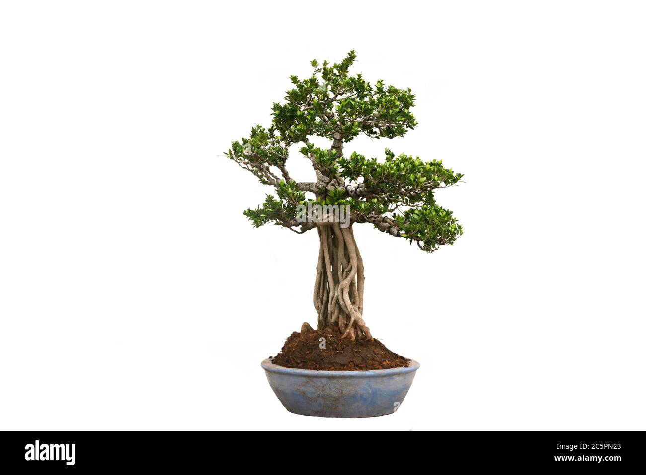A small bonsai tree in a ceramic pot on the white background with ...