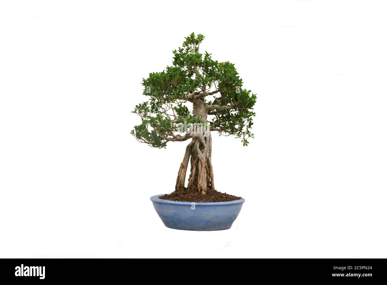 A small bonsai tree in a ceramic pot on the white background with ...