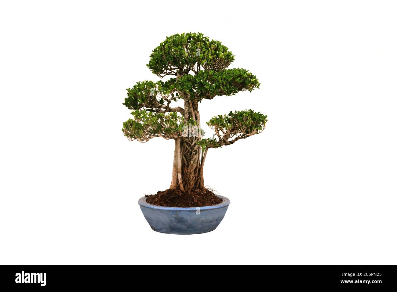 A small bonsai tree in a ceramic pot on the white background with ...
