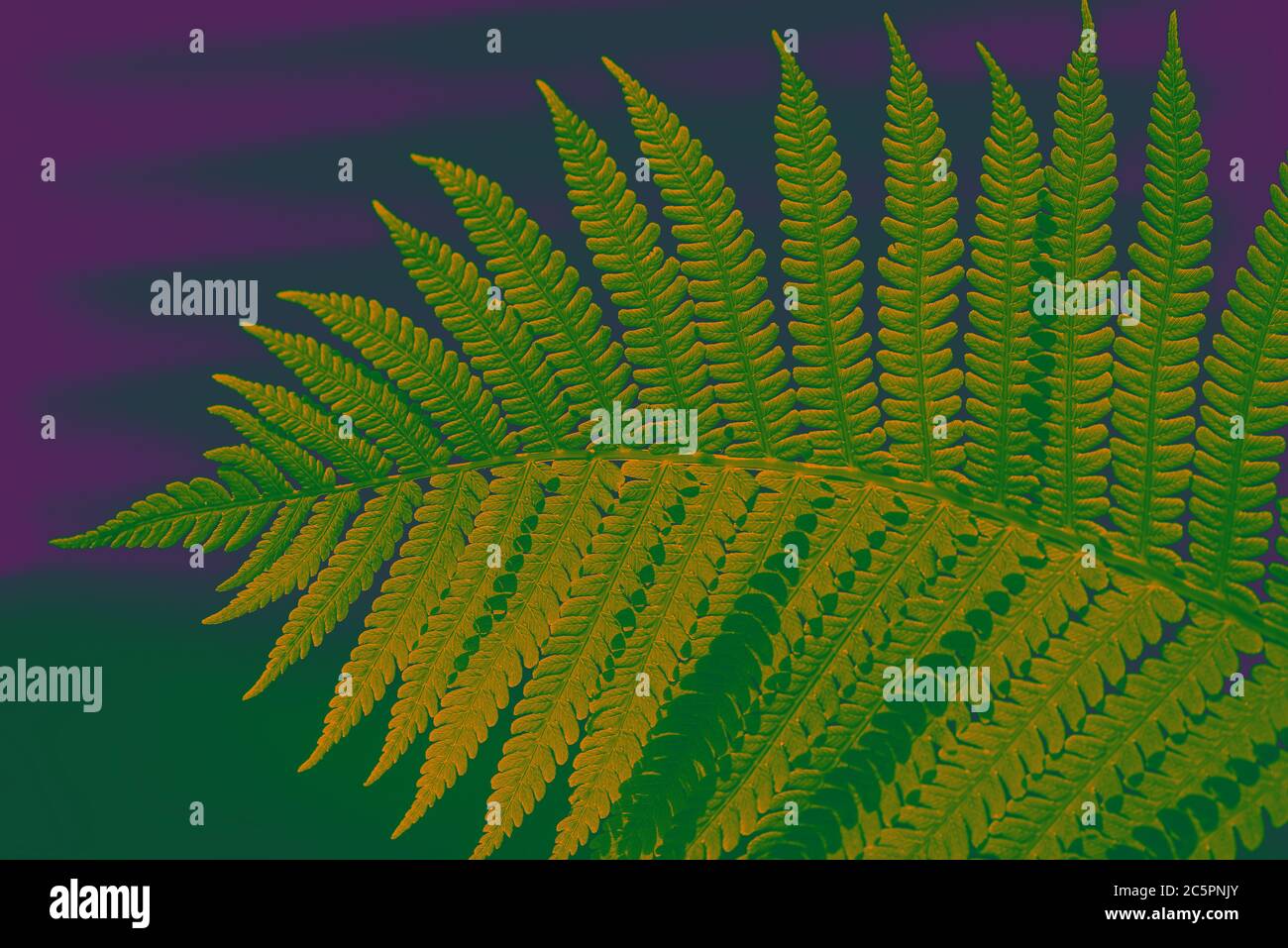 Blooming green fern. Green violet background for Eco Concept. Toned photo of wildlife. Stock Photo
