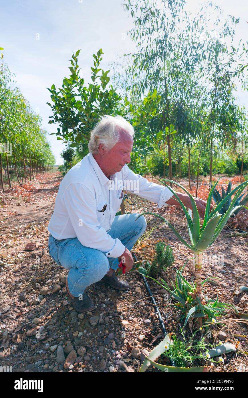 Finca las coronas aloe vera farm hi-res stock photography and images - Alamy