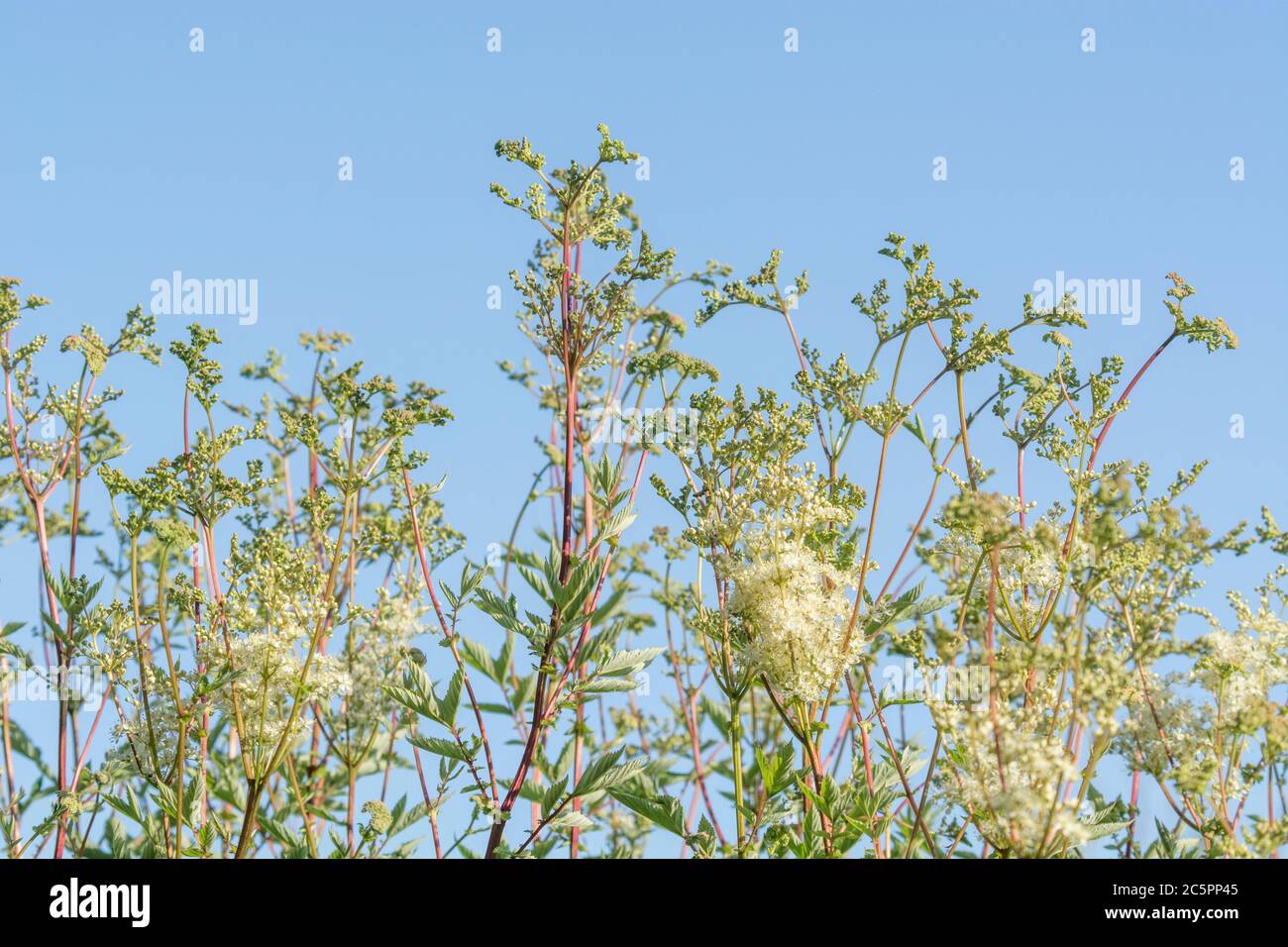 Low angle shot of flowering Meadowsweet / Filipendula ulmaria. Medicinal plant once used in herbal medicine & herbal remedies for analgesic properties Stock Photo