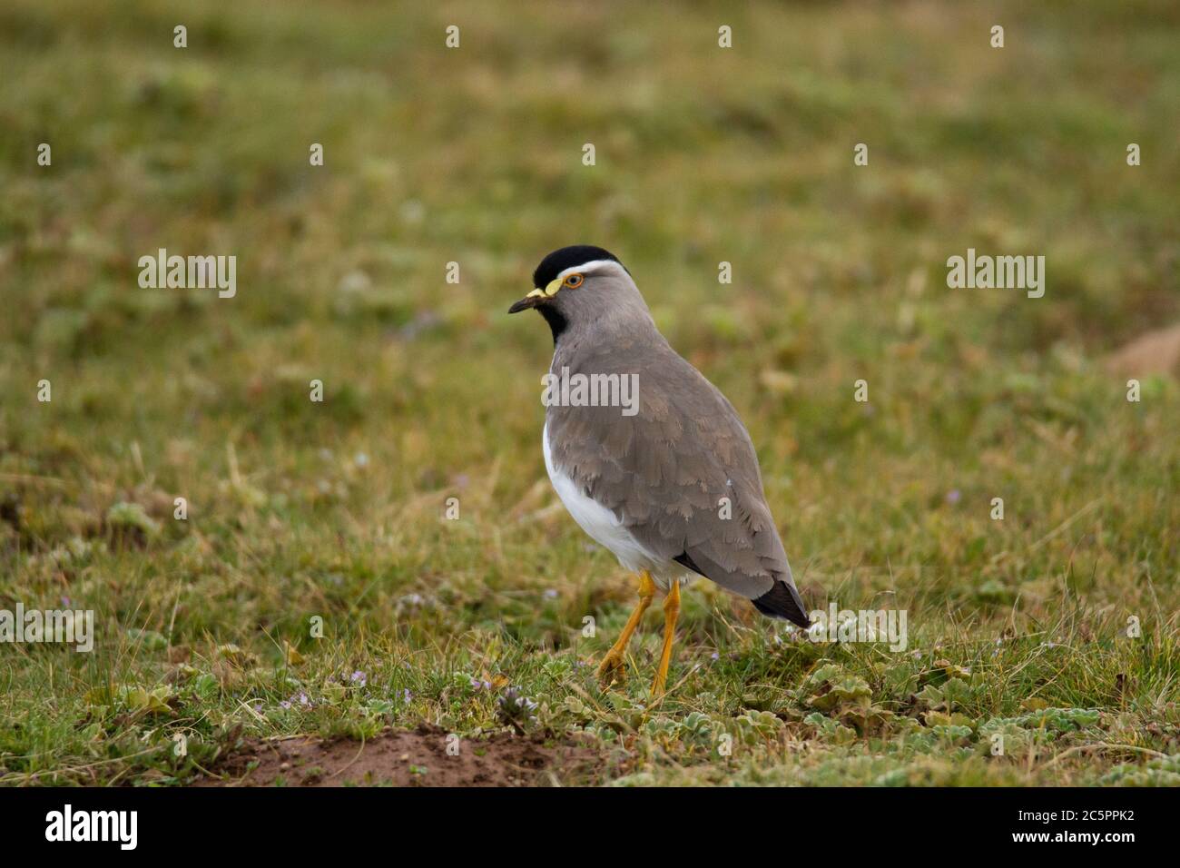 Gray headed Batis (Batis orientalis Stock Photo Alamy