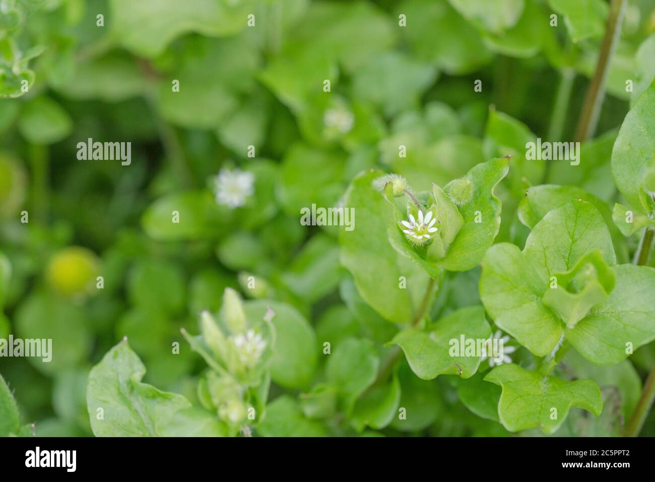 Macro close-up of Chickweed / Stellaria media growing in field. Common UK weed once used as medicinal plant for herbal remedies. Also edible. Stock Photo