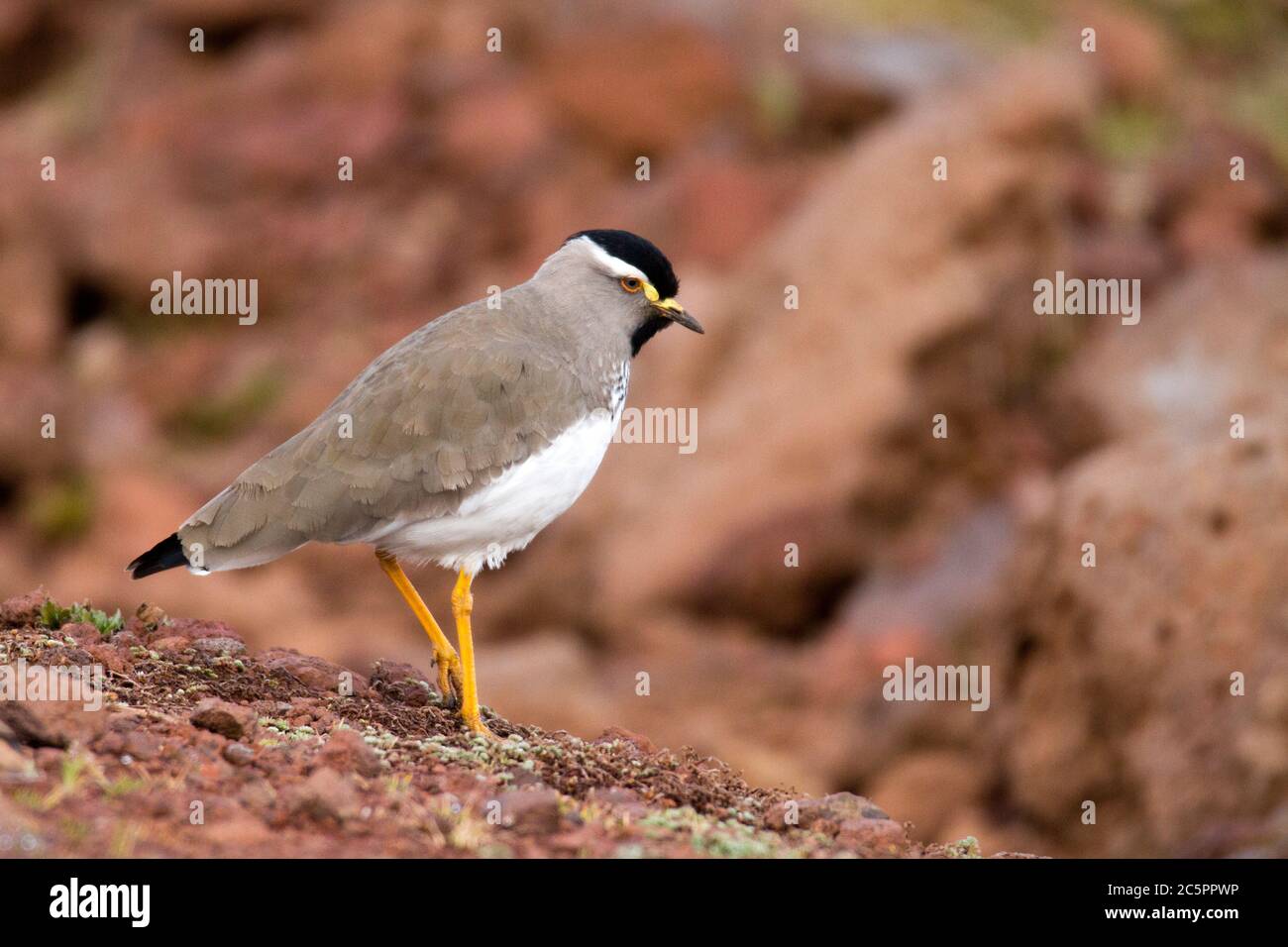 Gray headed Batis (Batis orientalis Stock Photo Alamy