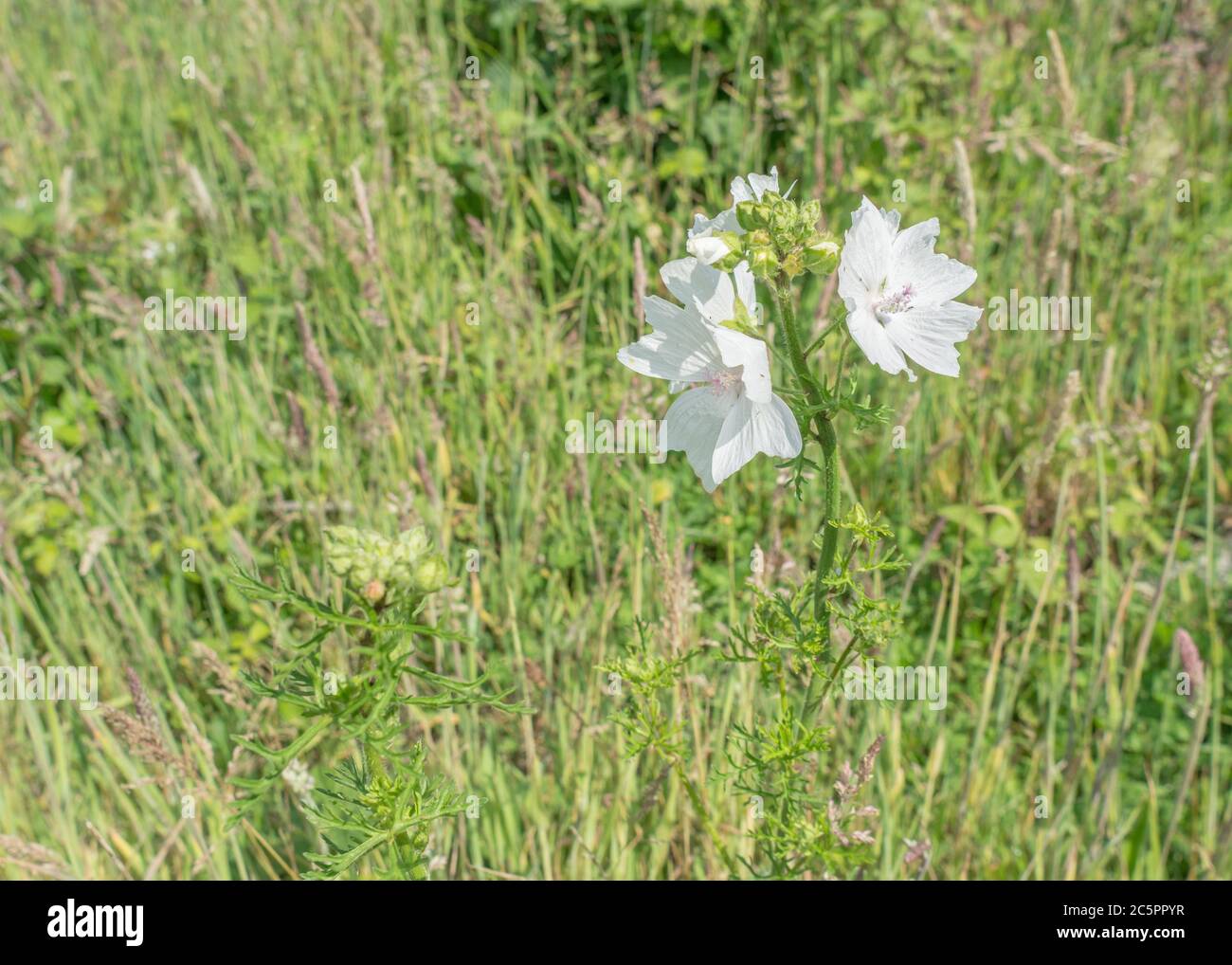 White flower form of Musk Mallow / Malva moschata. Probably variant M. moschata alba rather than true MM. Former medicinal plant used for herbal cures Stock Photo