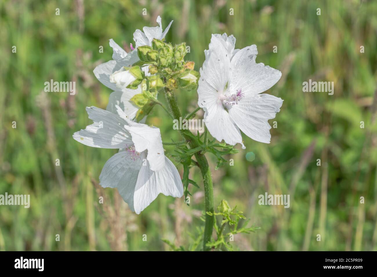 White flower form of Musk Mallow / Malva moschata. Probably variant M. moschata alba rather than true MM. Former medicinal plant used for herbal cures Stock Photo