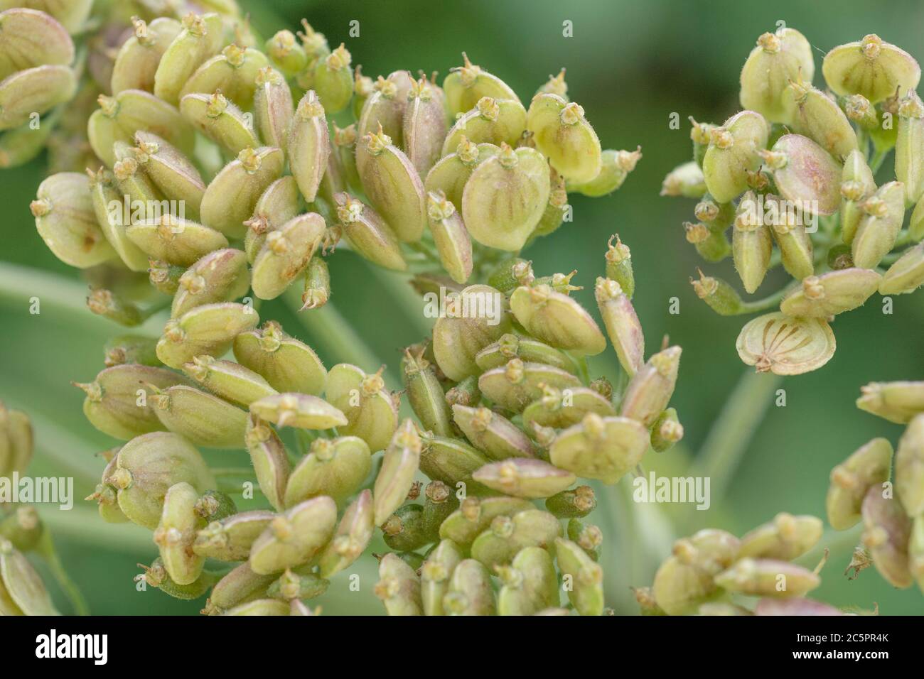 Macro close shot cluster of unripe Hogweed / Cow Parsnip / Heracleum sphondylium seeds in a hedgerow. Member of Umbellifer family. Sap blisters skin. Stock Photo