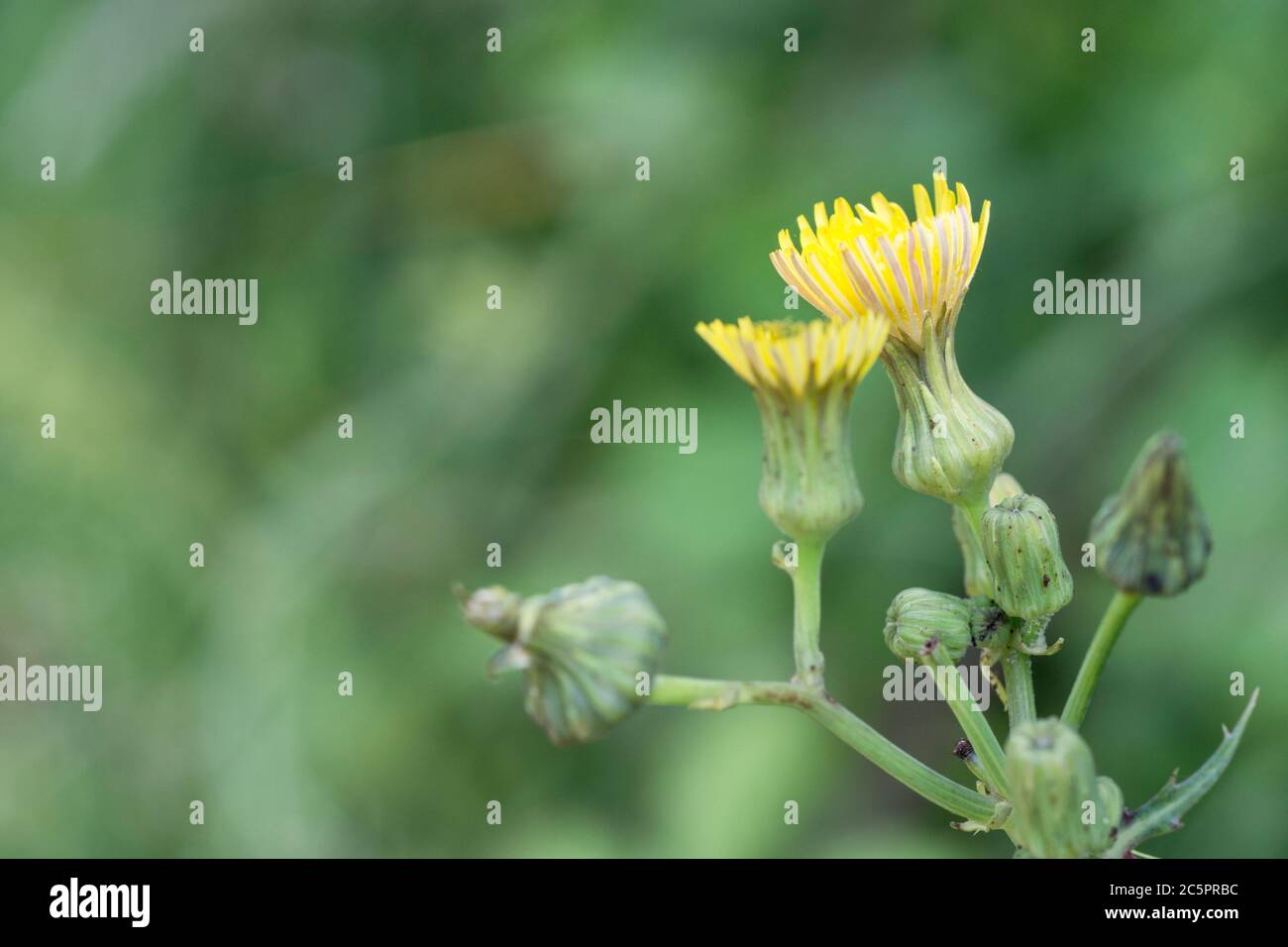 Flowers / flowering top of Smooth Sow-Thistle / Sonchus oleraceus. Young leaves edible & used as medicinal herb. Common UK / European weed. Stock Photo