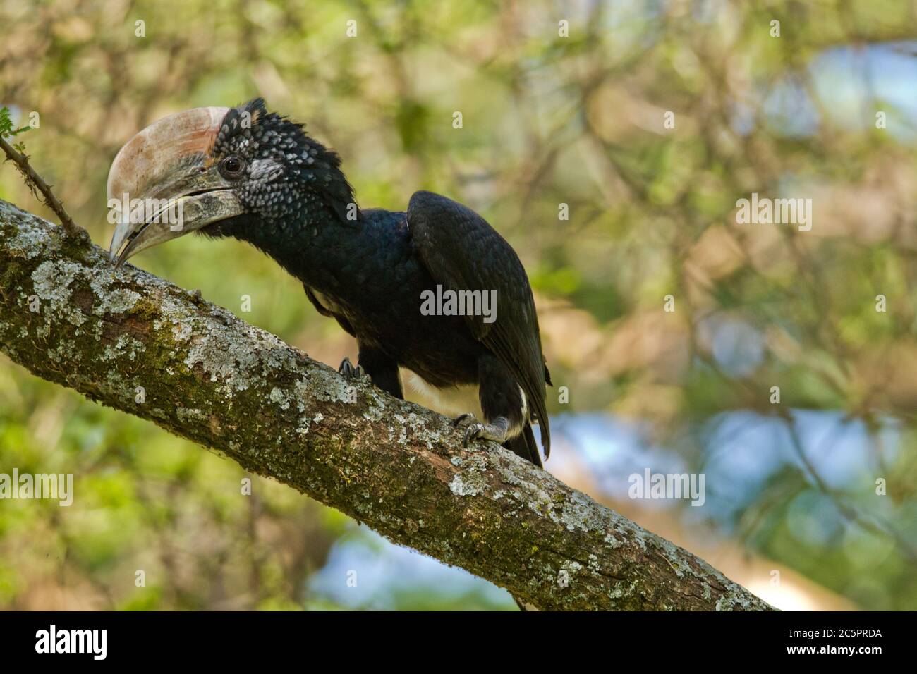 Silvery - cheeked Hornbill Stock Photo - Alamy