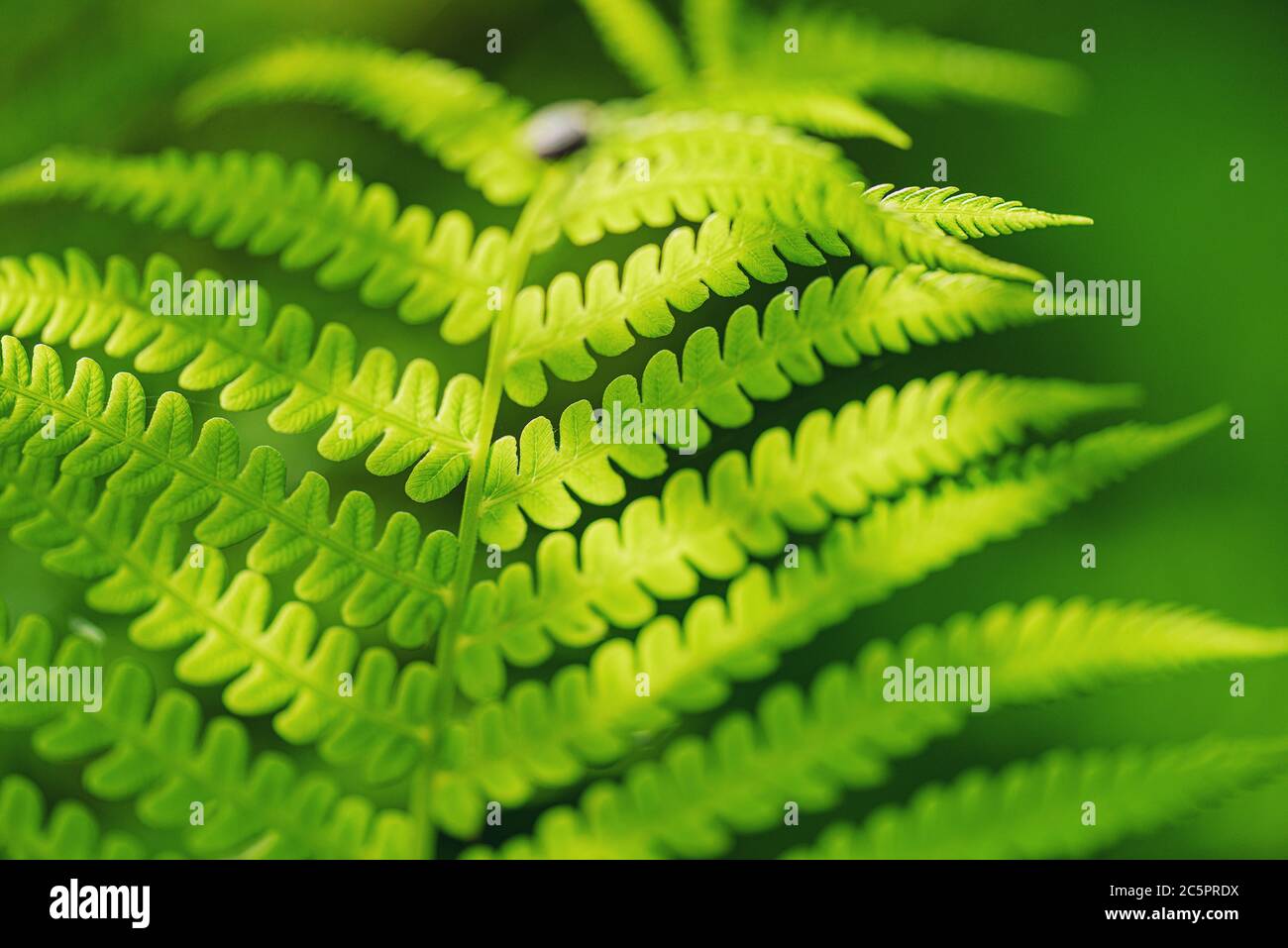 Fern Leaves Ecology Concept. Wildlife Paportik Green Leaf. Green ecological wildlife concept background. Stock Photo