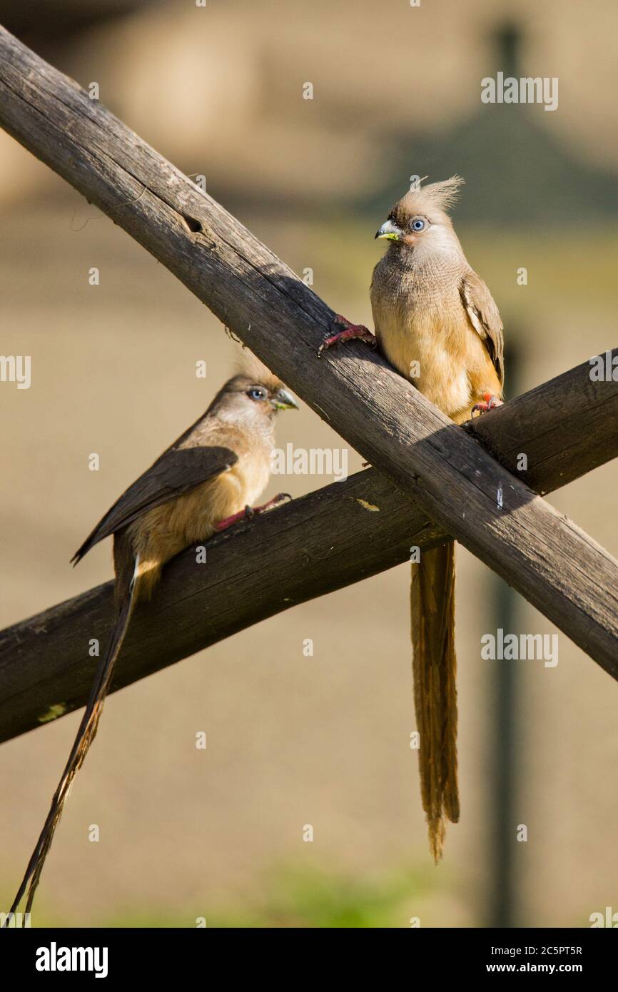 Speckled Mousebird Stock Photo