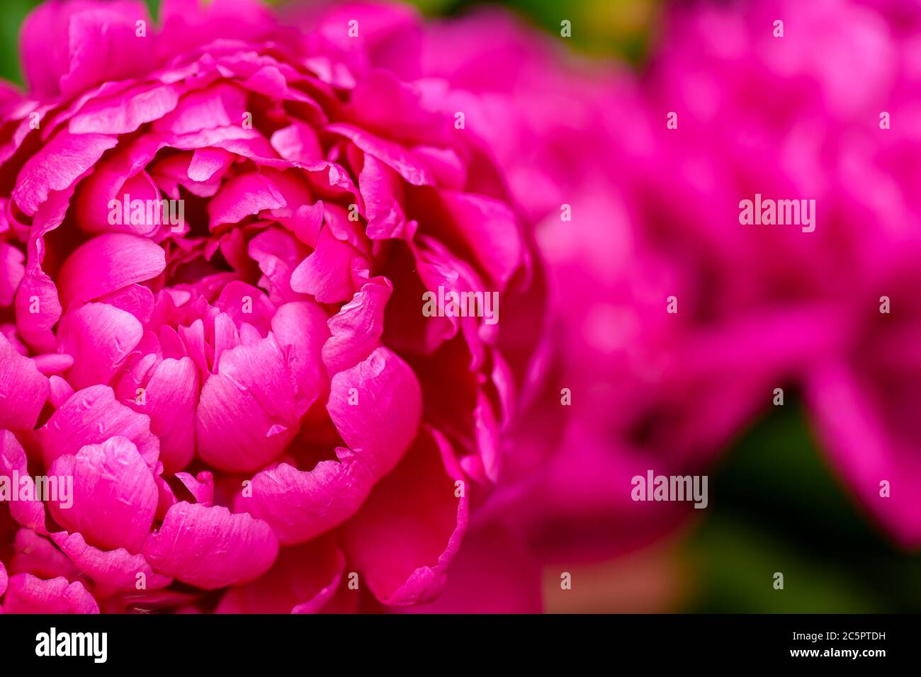 Selective focus on Peony Flower. Peony rose renaissance after rain close-up. Red Spring Flower. Peony close-up. Money flower of happiness. Stock Photo