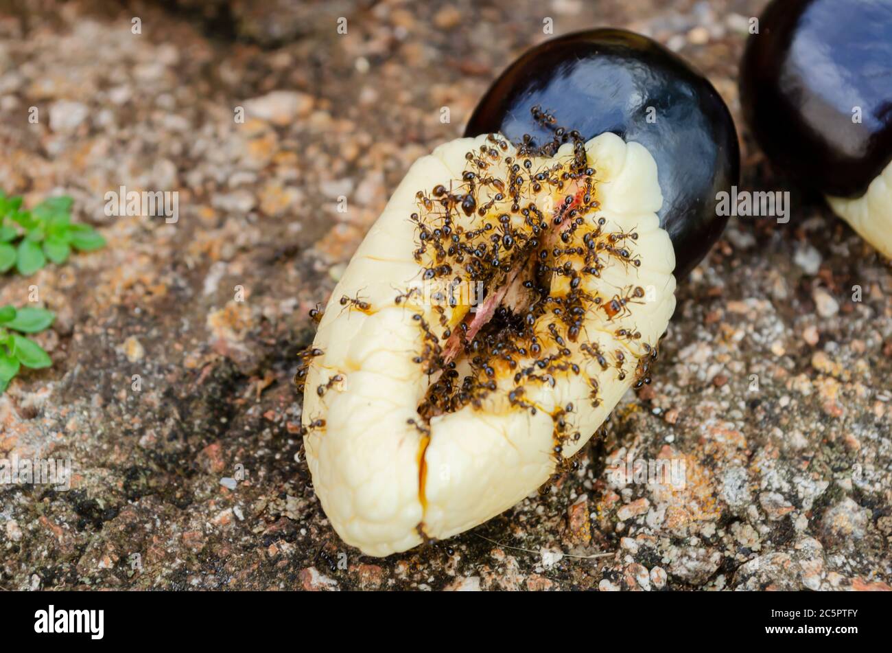 Ants Eating Ackee Stock Photo