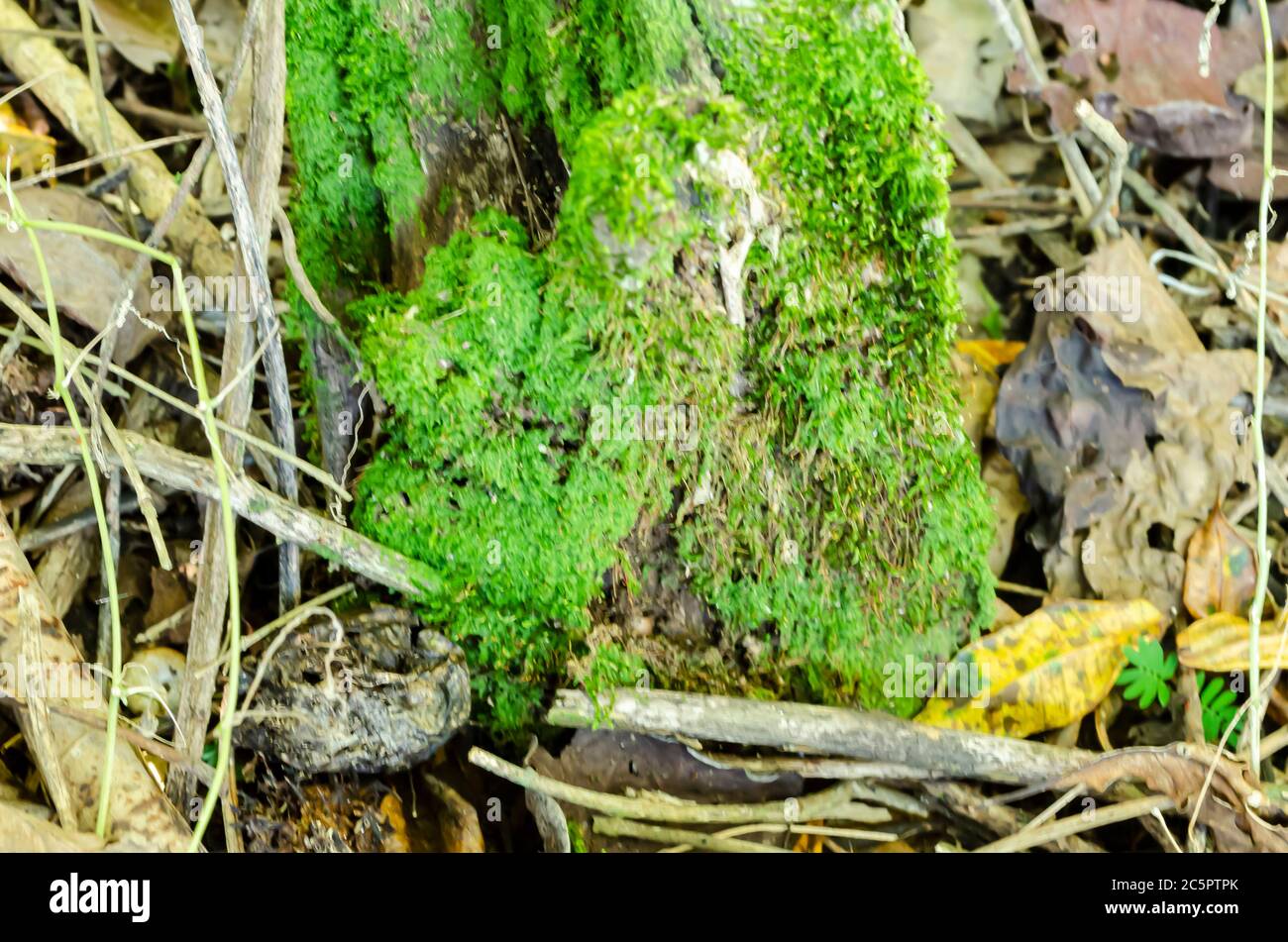 Hypnum Moss Growing At the Foot Of An Old Post Stock Photo