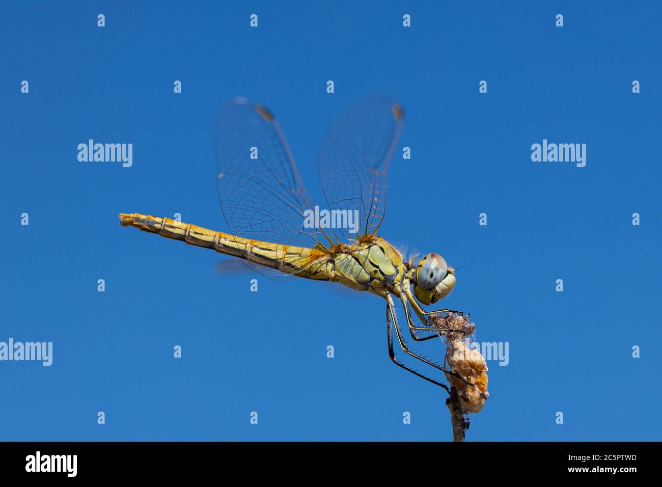Yellow dragonfly in their natural environment Stock Photo Alamy