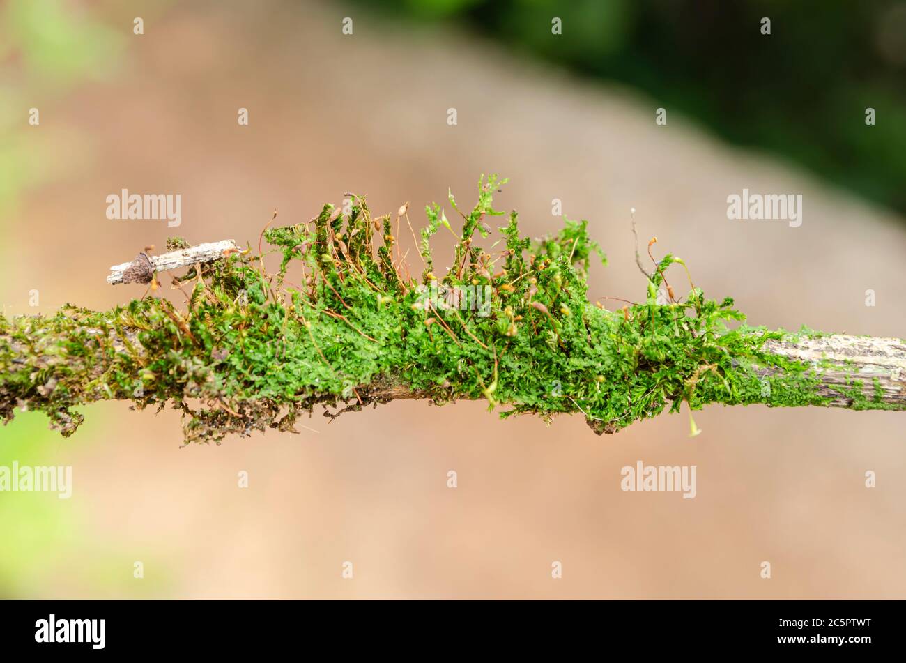 Hypnum Curvifolium Moss On A Stick Stock Photo