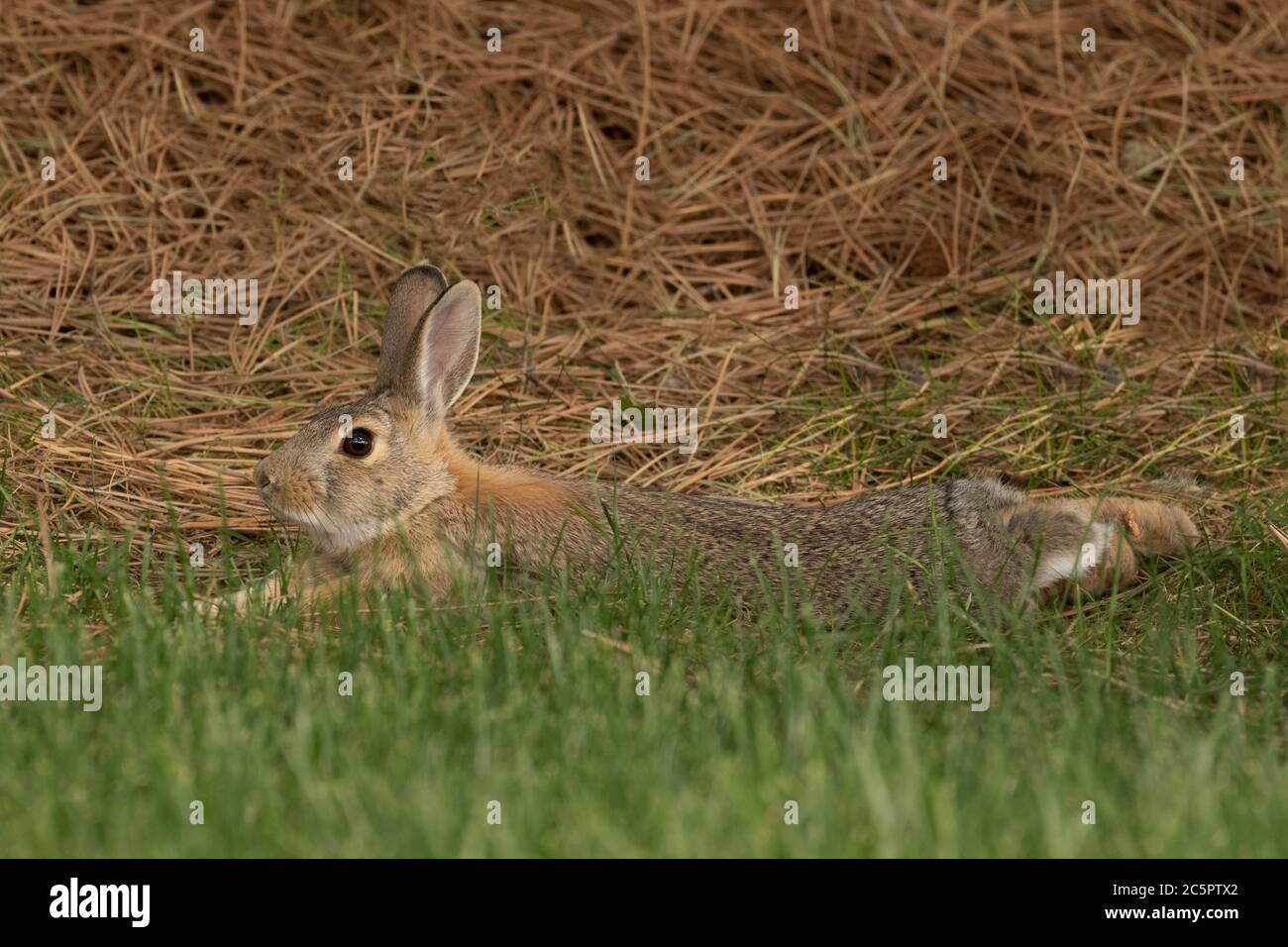 Cottontail Stretch Stock Photo